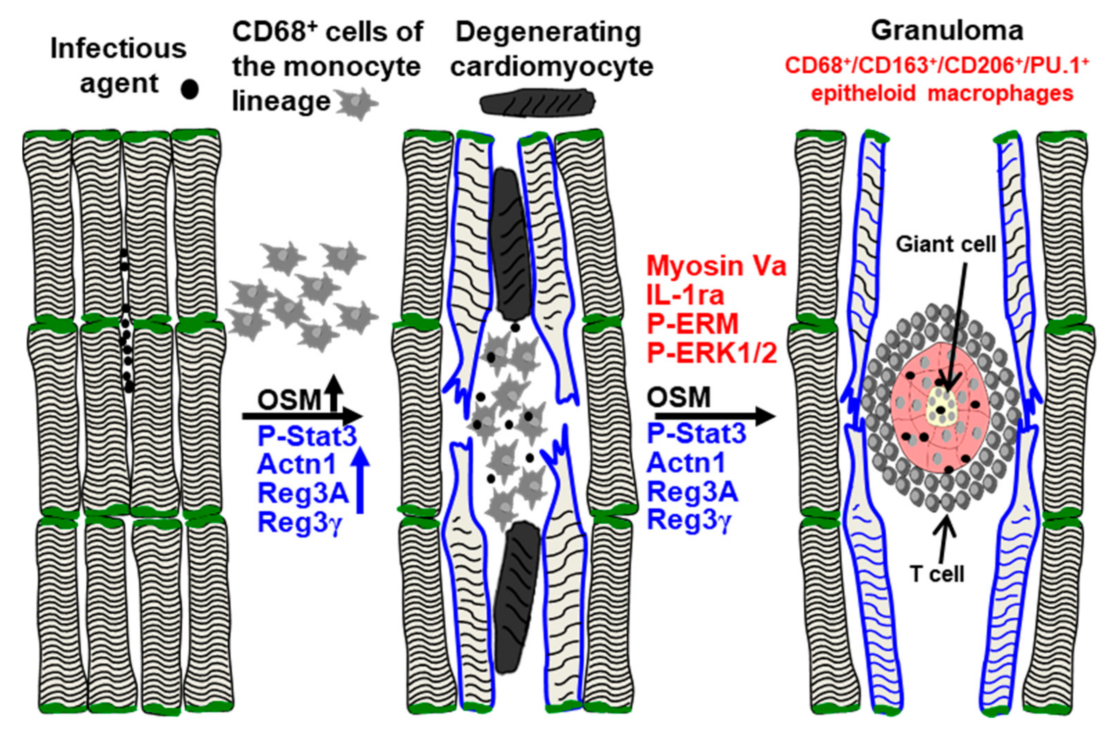 Ijms 22 04148 g007 Ijms 22 04148 g007