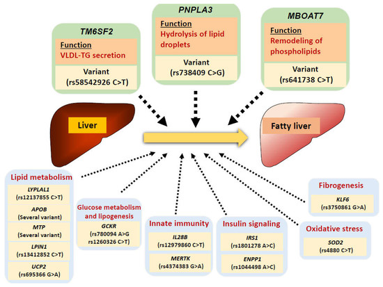 Role of Insulin Resistance in MAFLD