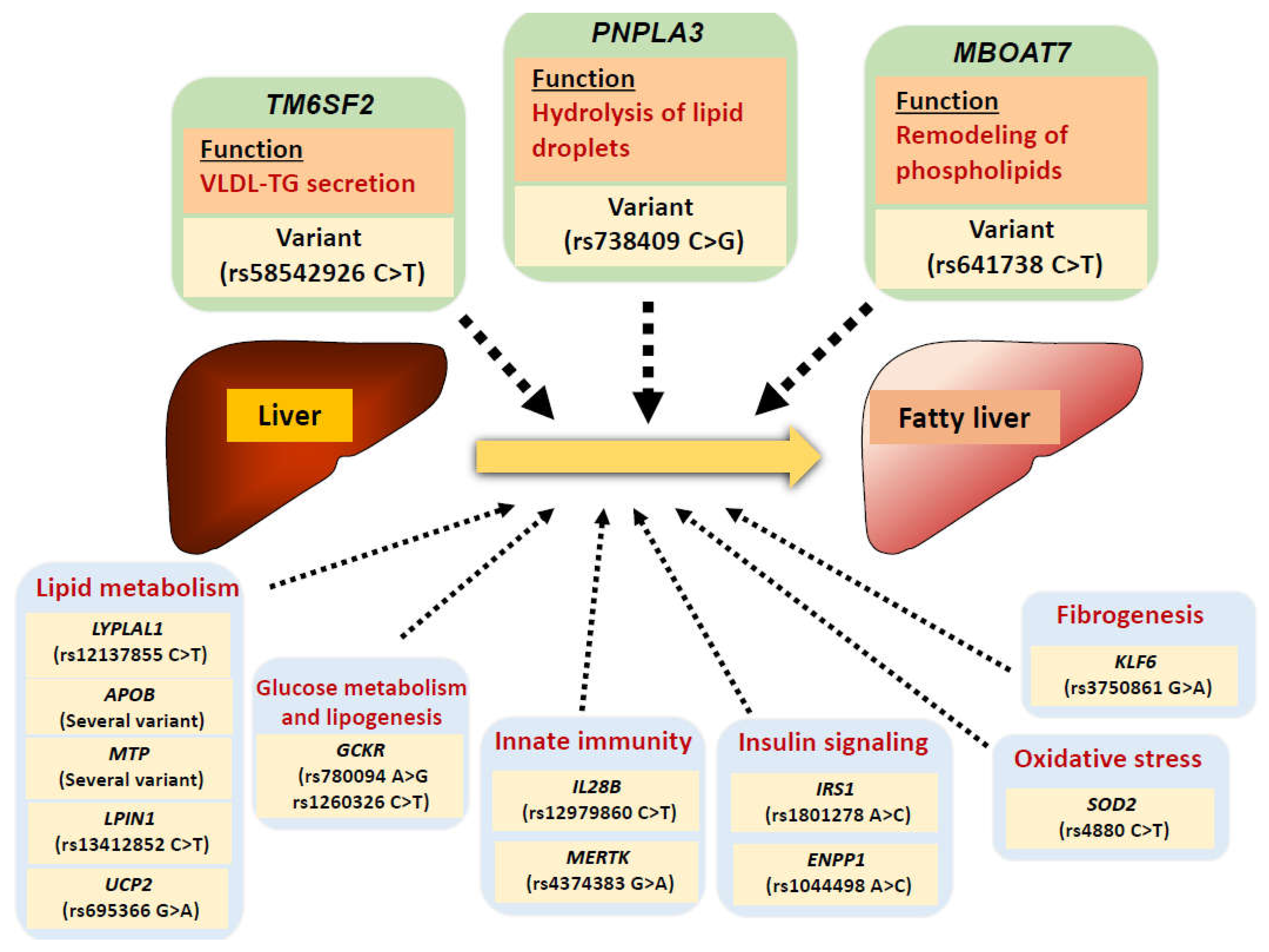 Ac and insulin resistance