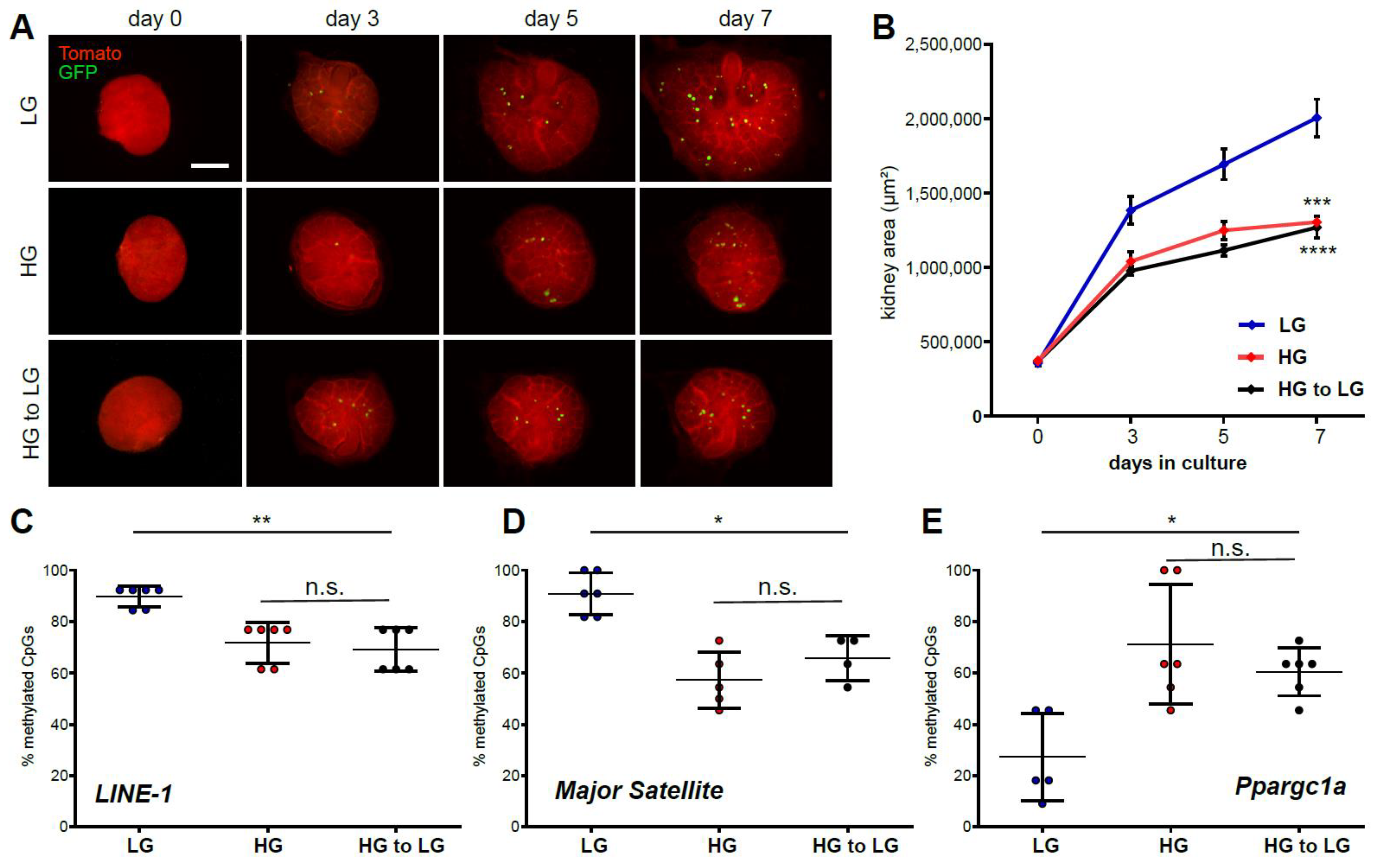 Ijms 22 04157 g003 Ijms 22 04157 g003