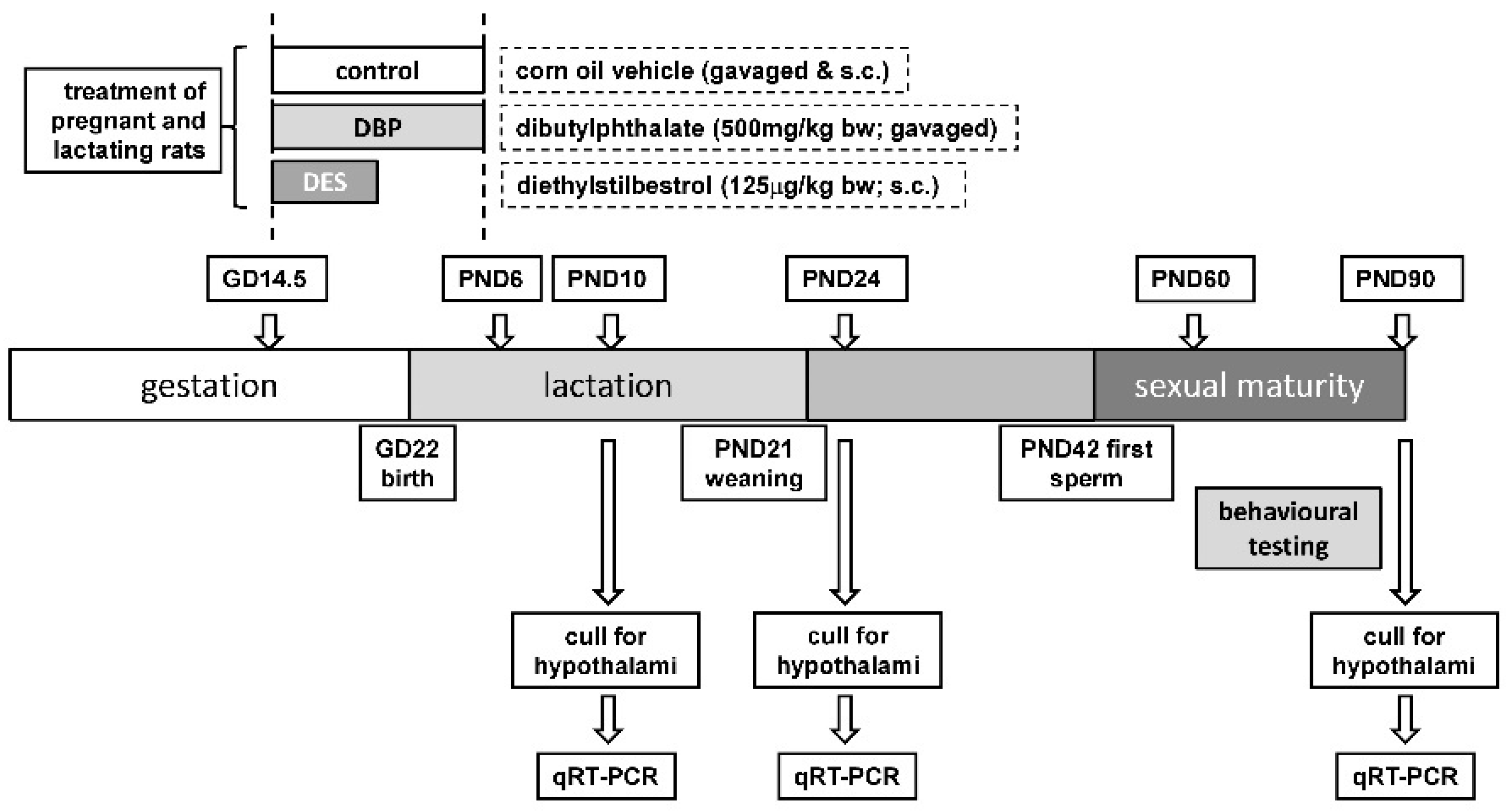 Ijms Free Full Text Maternal Exposure To Dibutyl Phthalate Dbp Or Diethylstilbestrol Des Leads To Long Term Changes In Hypothalamic Gene Expression And Sexual Behavior Html