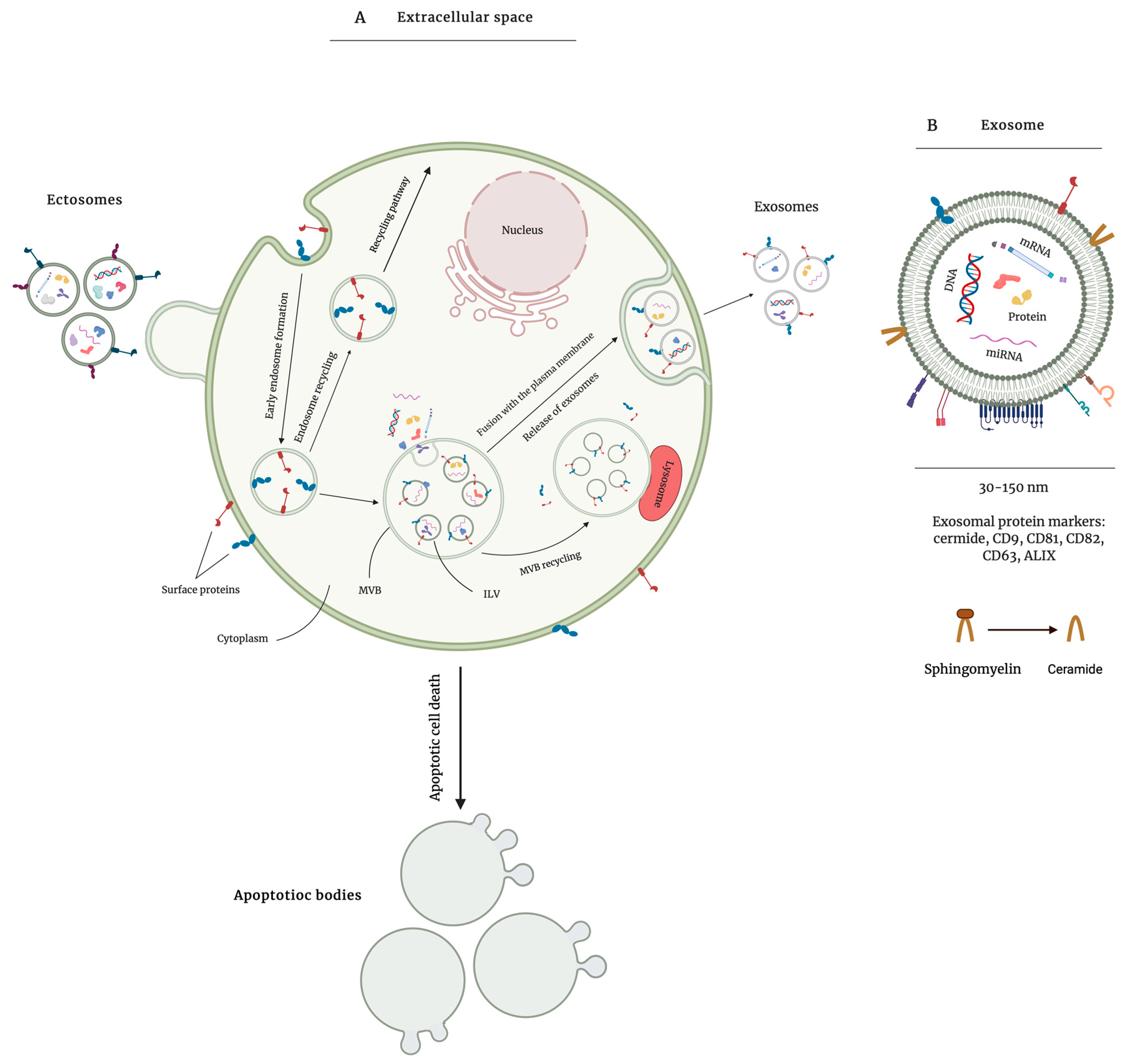 Ijms 22 04166 g002 Ijms 22 04166 g002