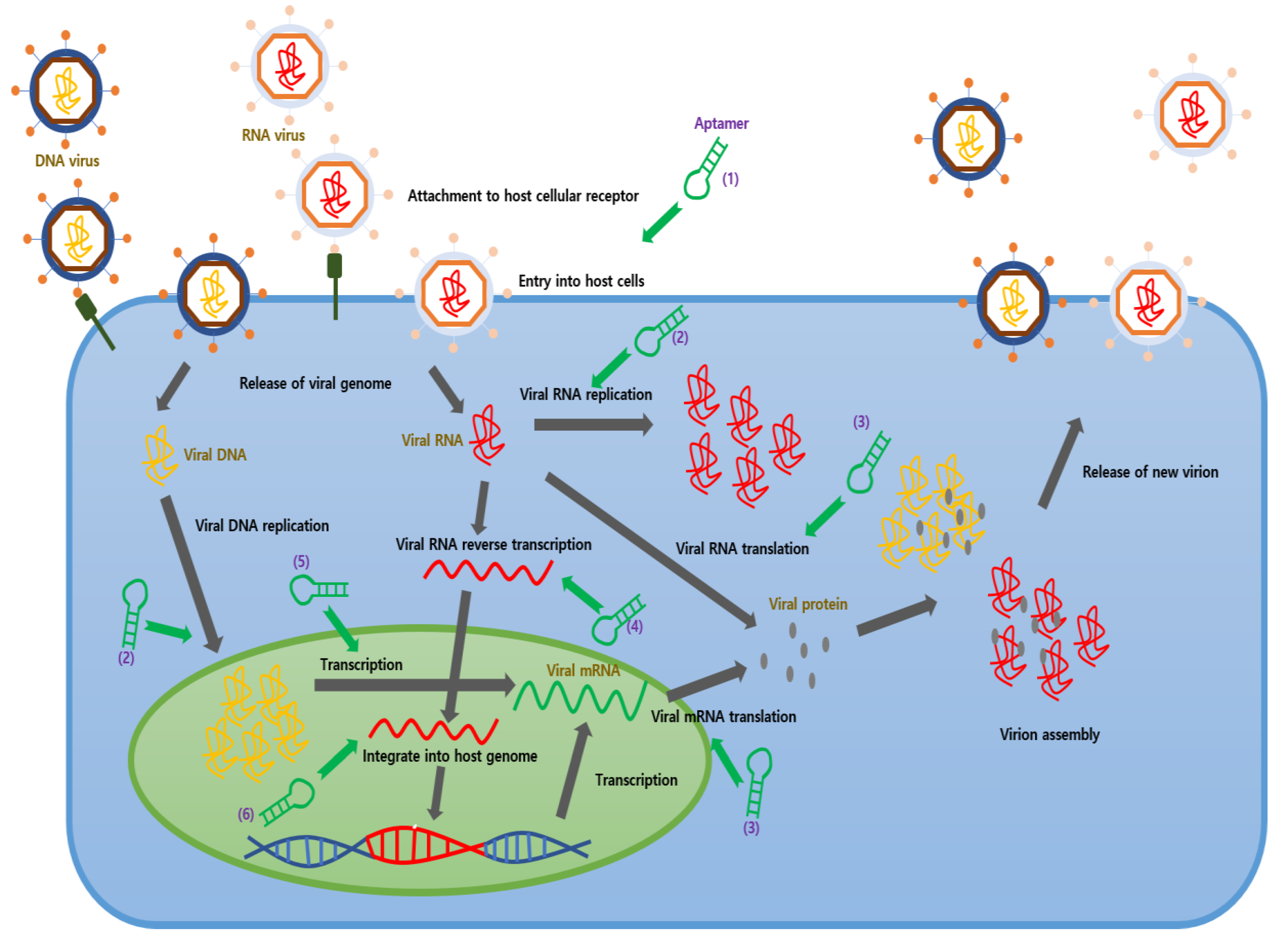 Ijms 22 04168 g002 Ijms 22 04168 g002