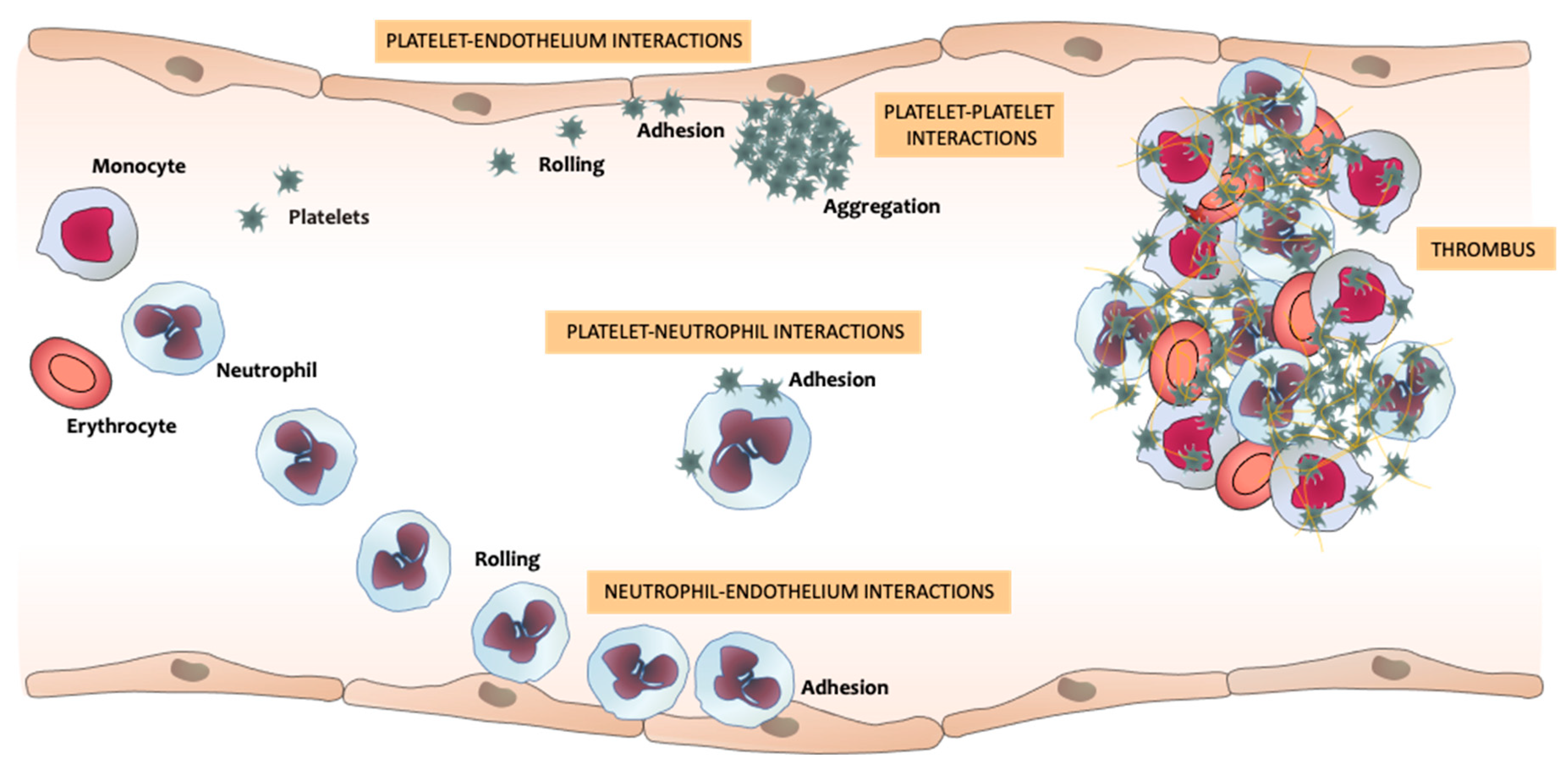 Ijms Free Full Text The Neutrophil Secretome As A Crucial Link Between Inflammation And Thrombosis Html Ijms Free Full Text The Neutrophil Secretome As A Crucial Link Between Inflammation And Thrombosis Html