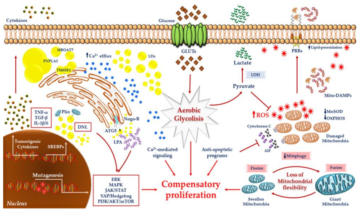 Ijms Free Full Text Remodeling Of Mitochondrial Plasticity The Key Switch From Nafld Nash To Hcc Html
