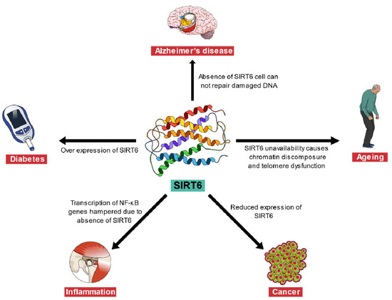 sirt6 anti aging
