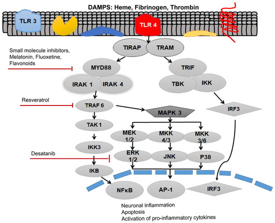 Role of Adaptor Protein Myeloid Differentiation 88 (MyD88) in Post ...