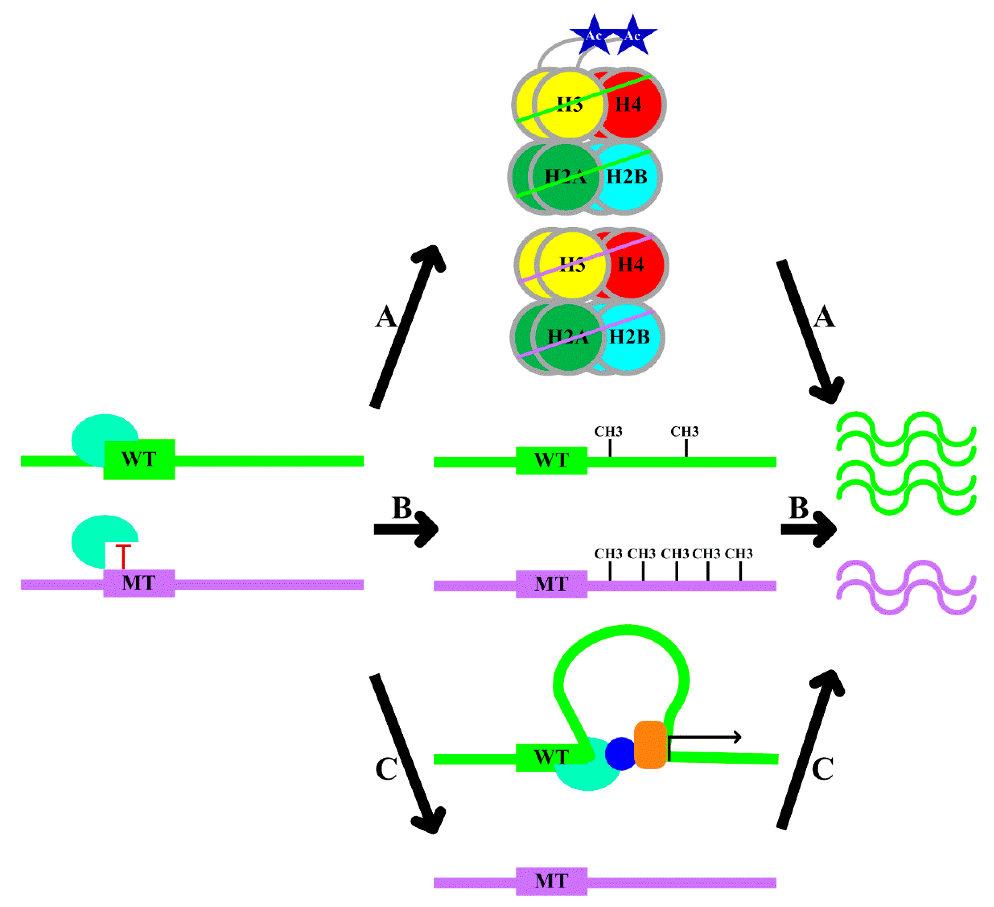 Modeling methyl-sensitive transcription factor motifs with an