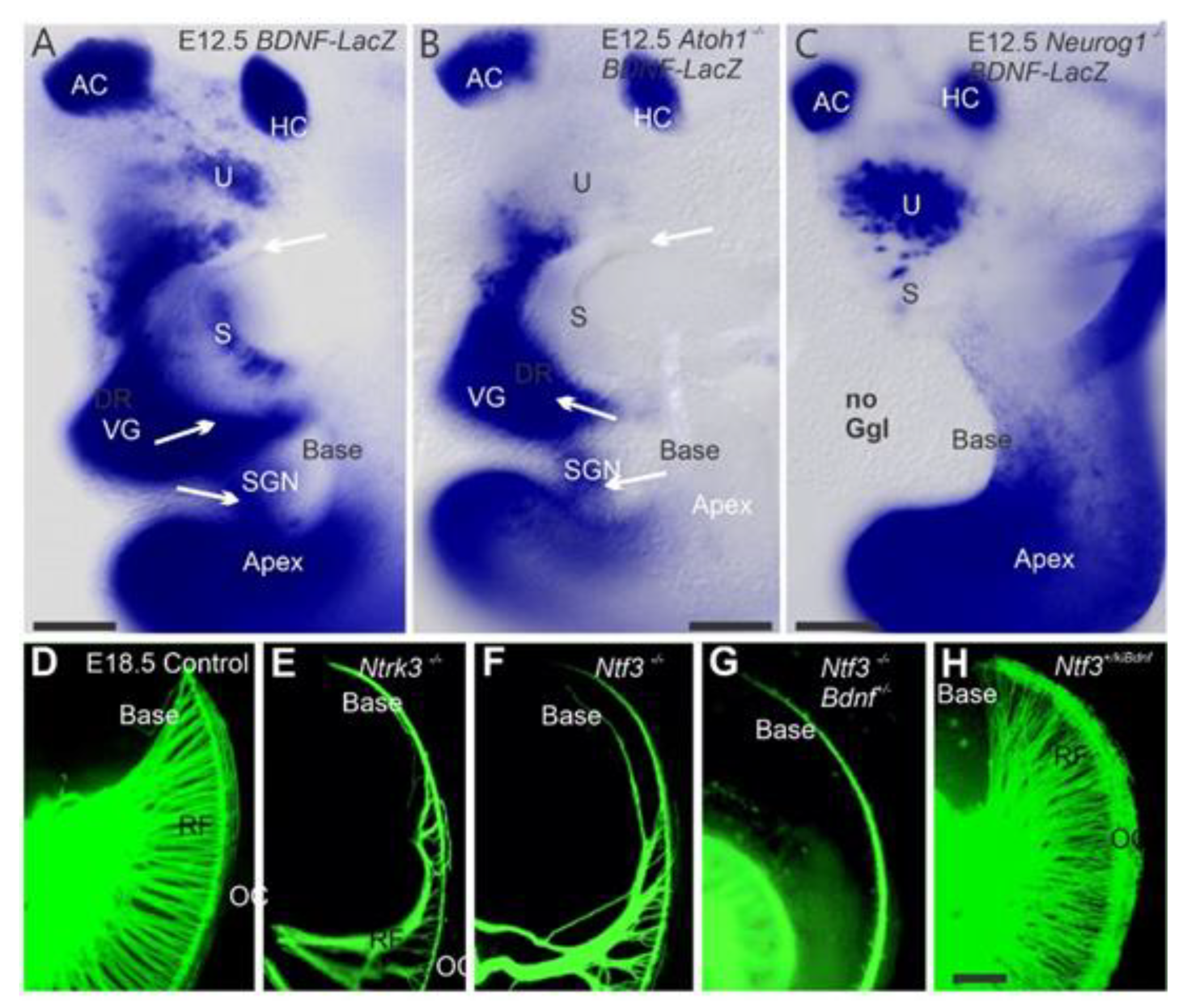 Ijms 22 04189 g002 Ijms 22 04189 g002