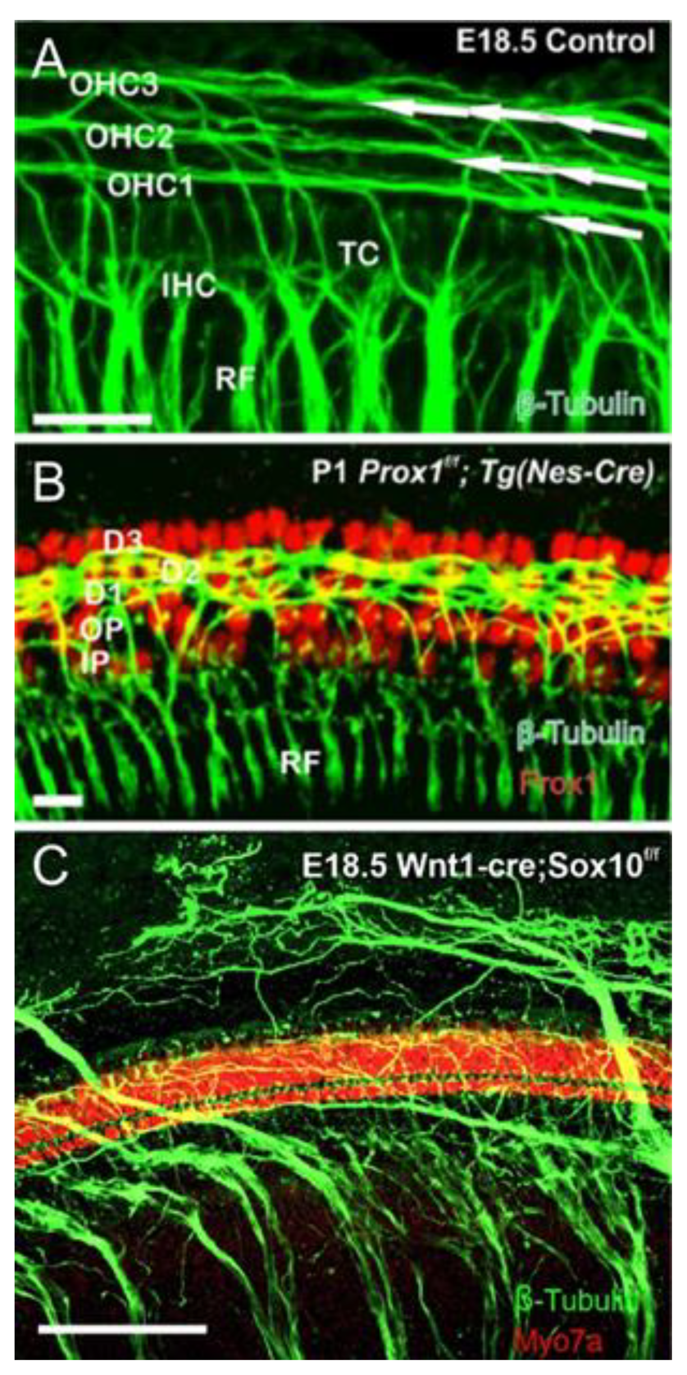 Ijms 22 04189 g003 Ijms 22 04189 g003