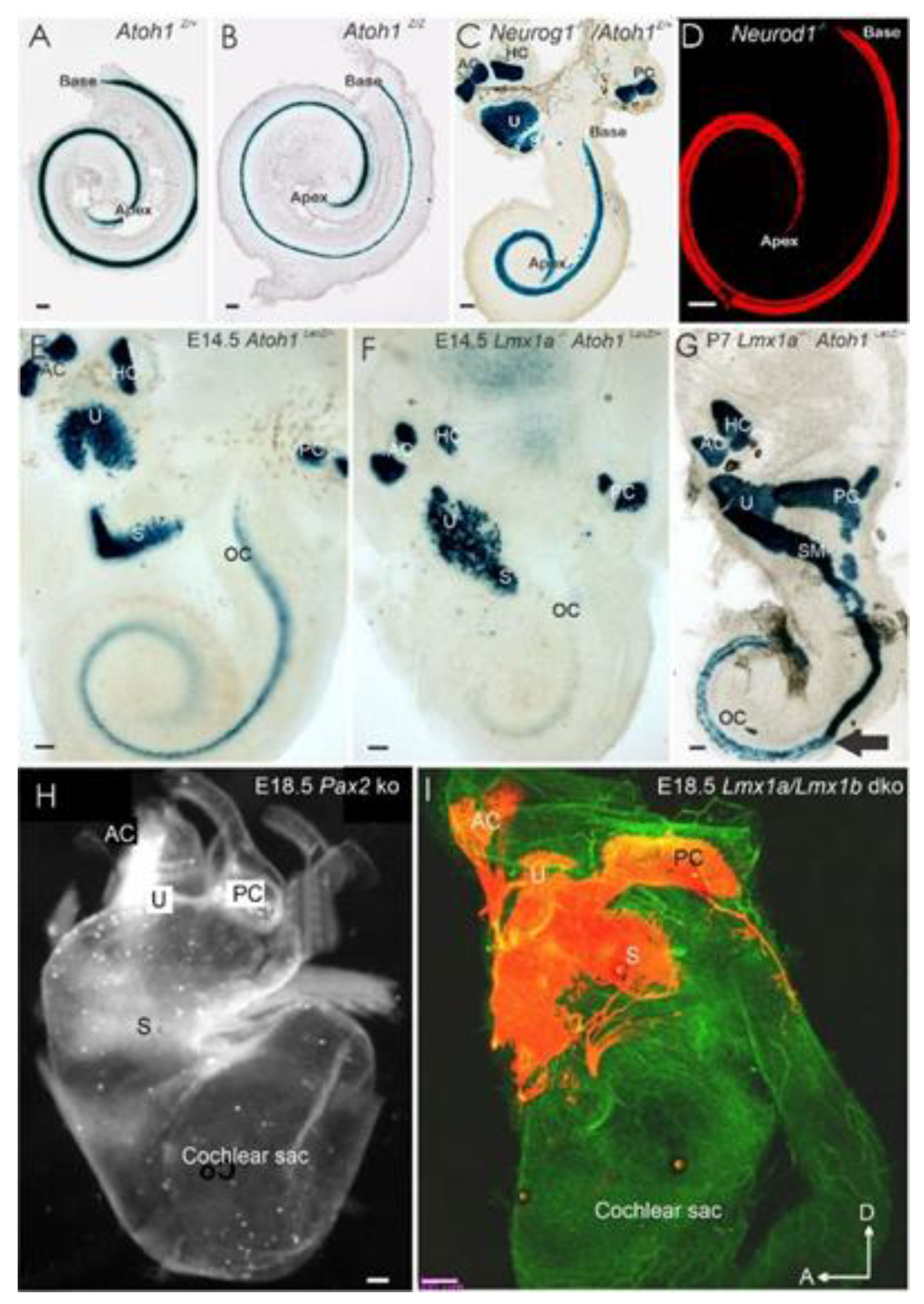 Ijms 22 04189 g004 Ijms 22 04189 g004