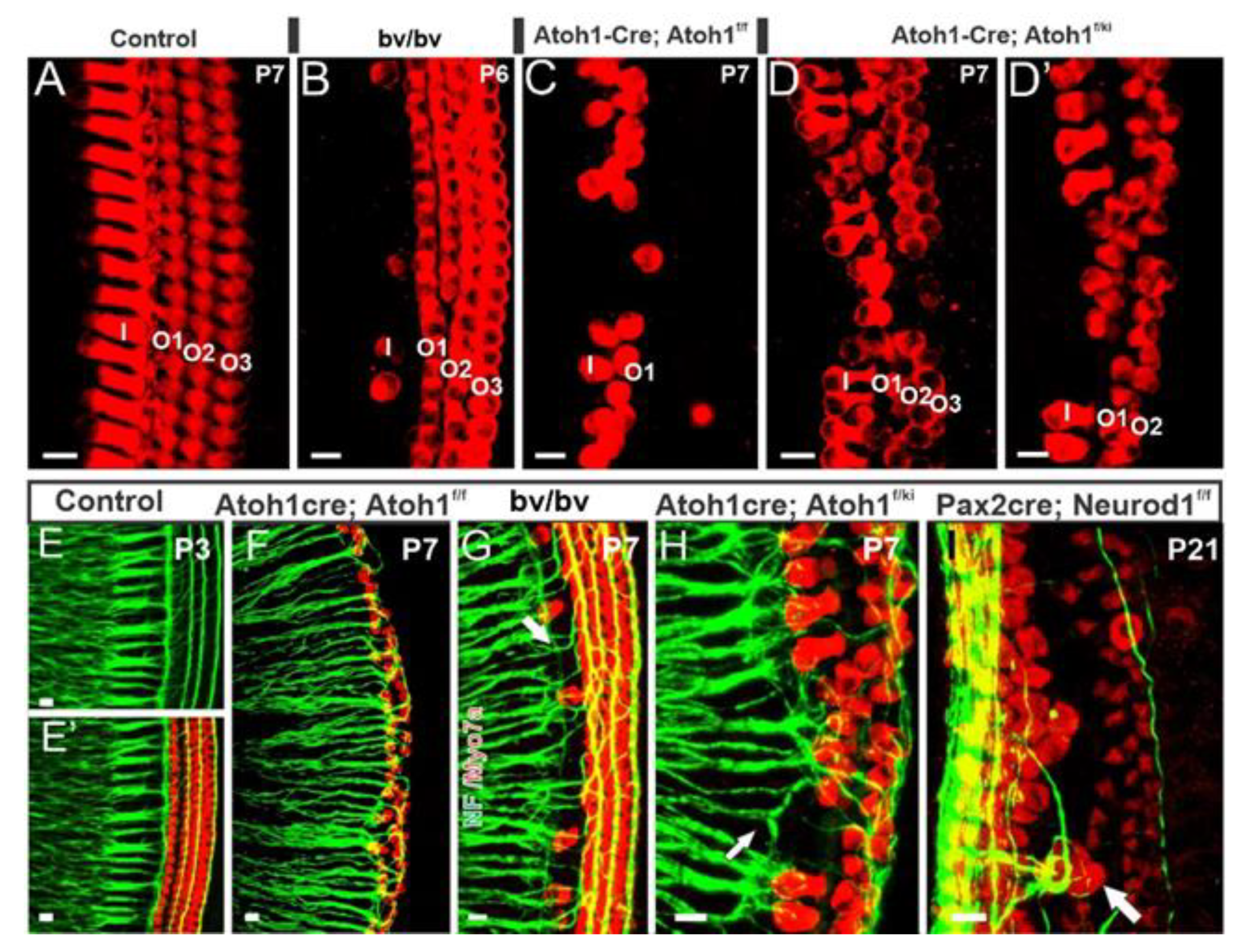 Ijms 22 04189 g005 Ijms 22 04189 g005