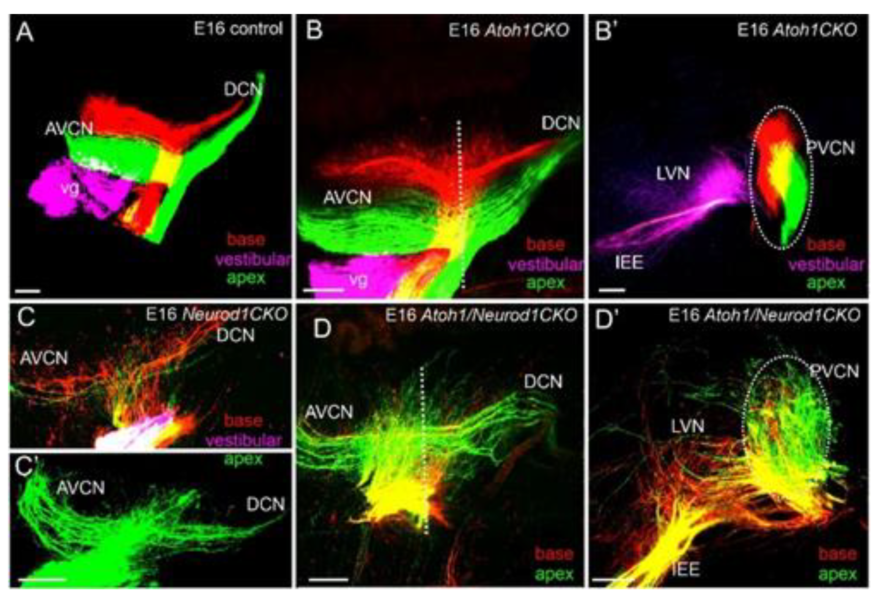 Ijms 22 04189 g006 Ijms 22 04189 g006
