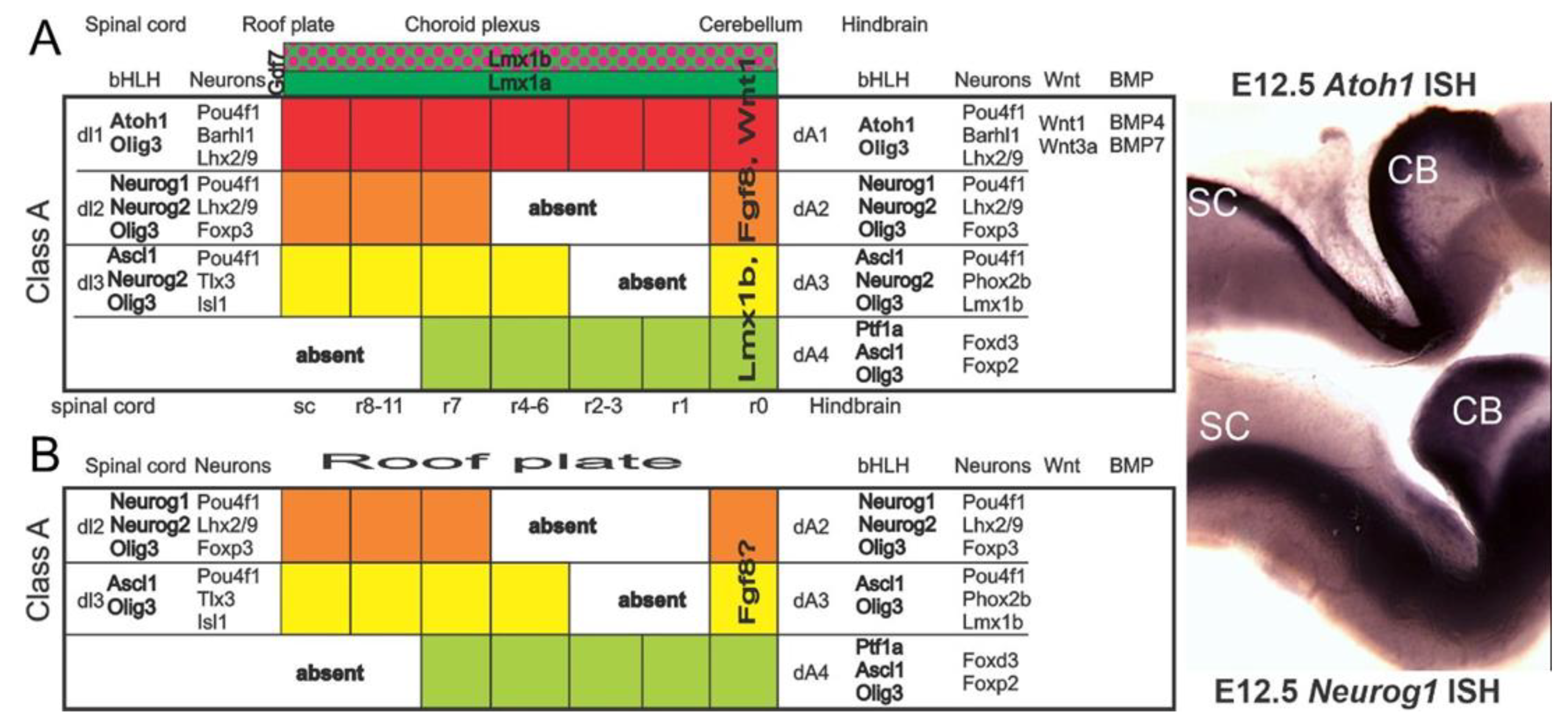 Ijms 22 04189 g008 Ijms 22 04189 g008
