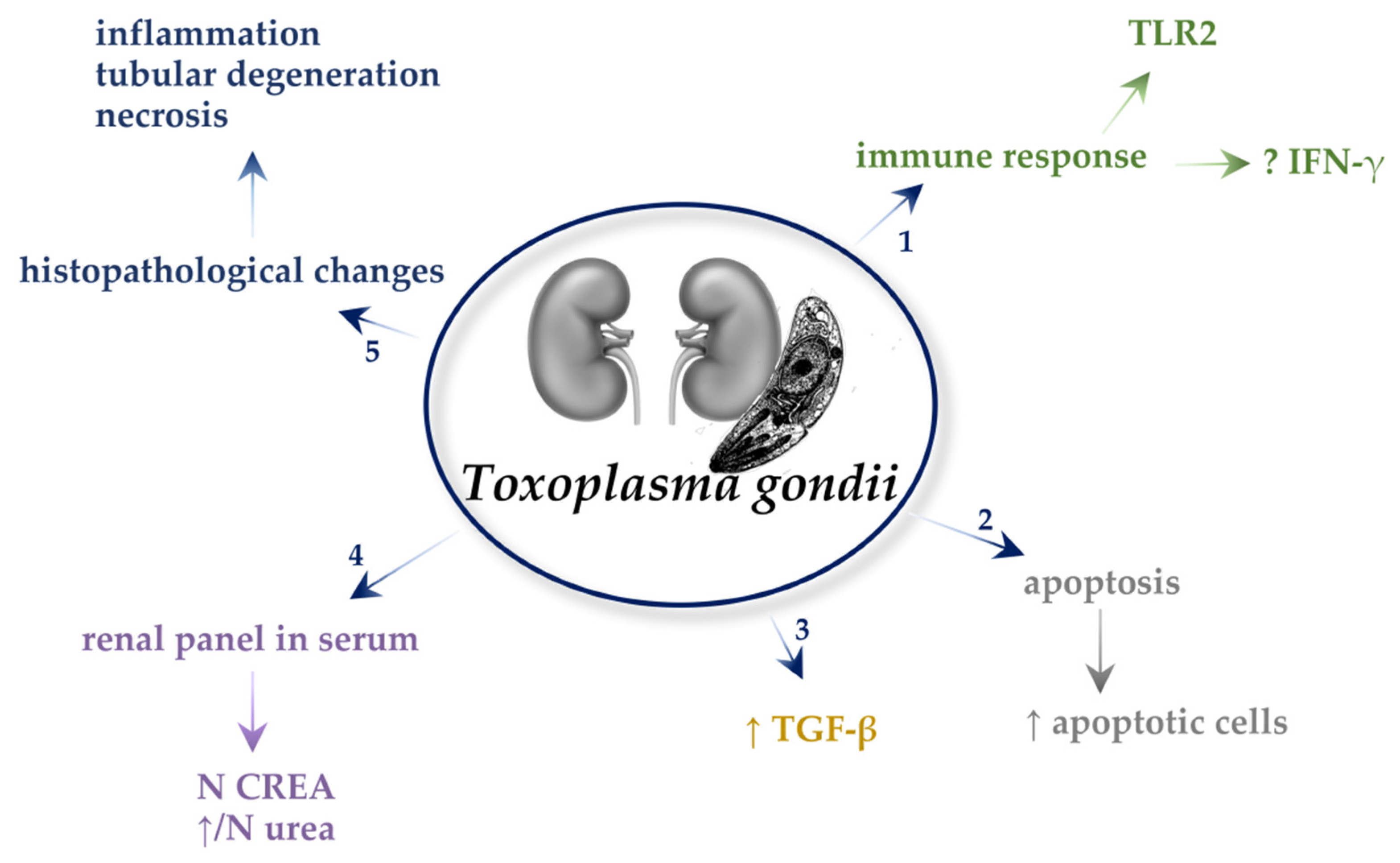 Ijms 22 04209 g003 Ijms 22 04209 g003
