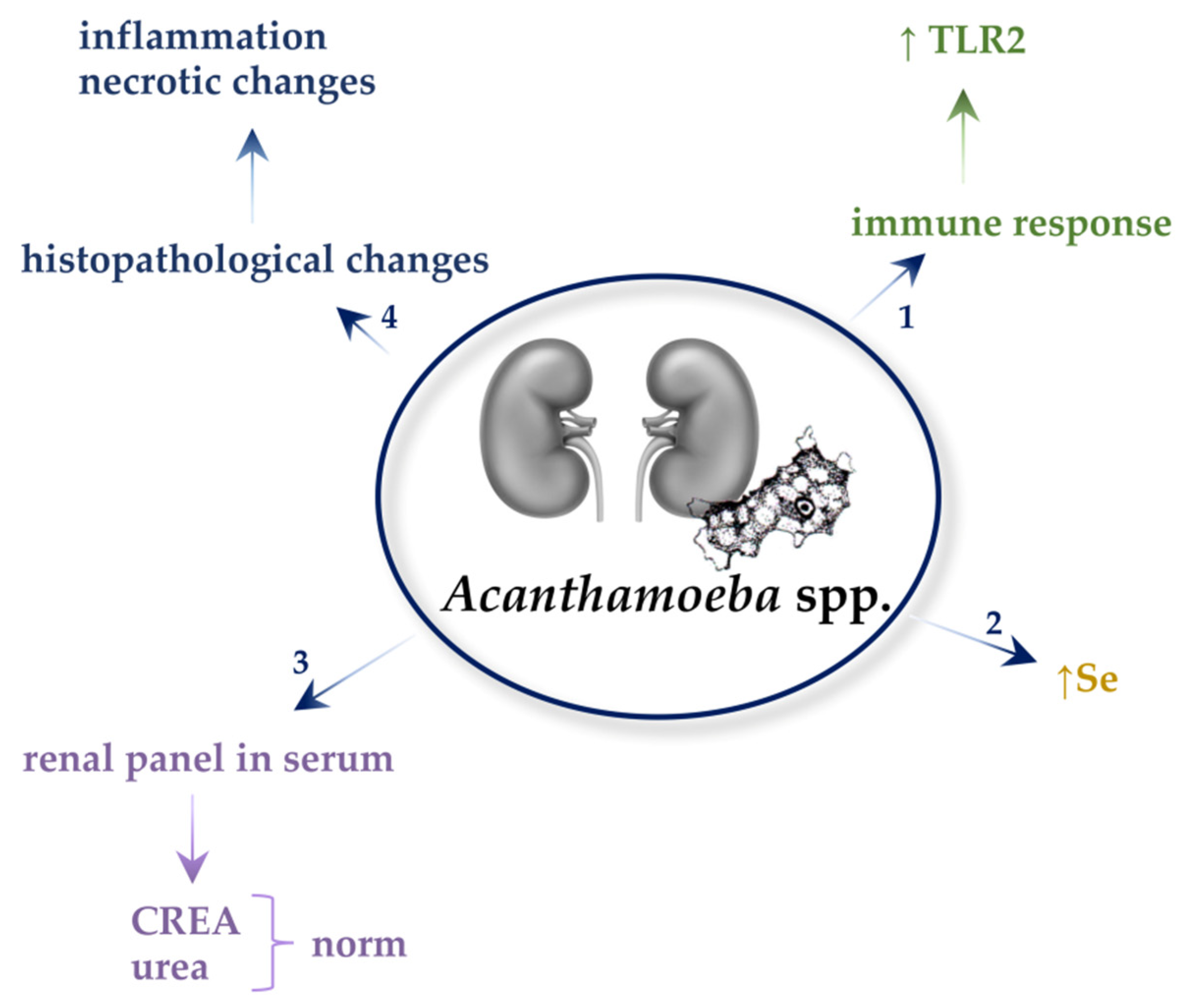 Ijms 22 04209 g004 Ijms 22 04209 g004