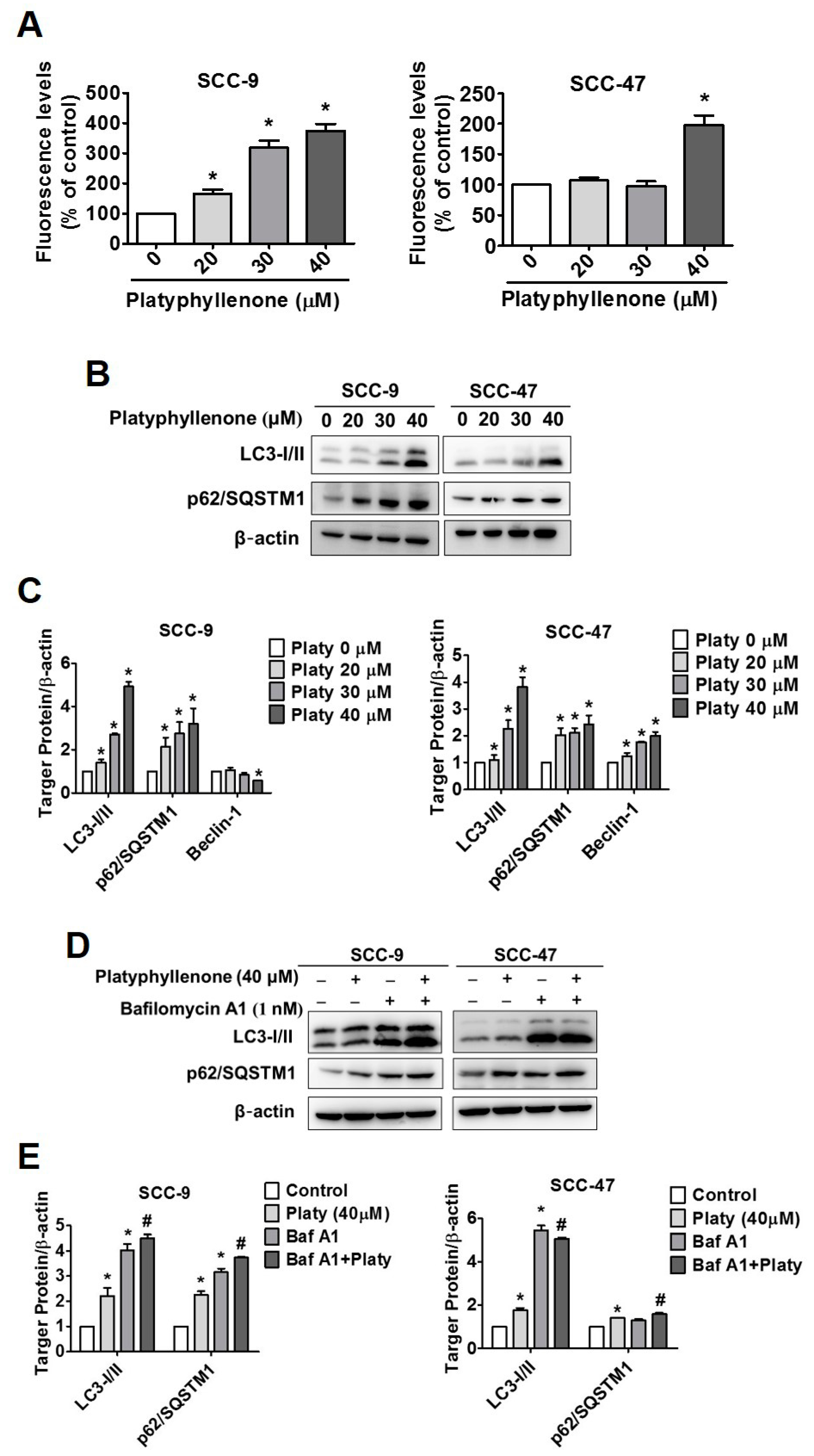 Ijms 22 04211 g005 Ijms 22 04211 g005