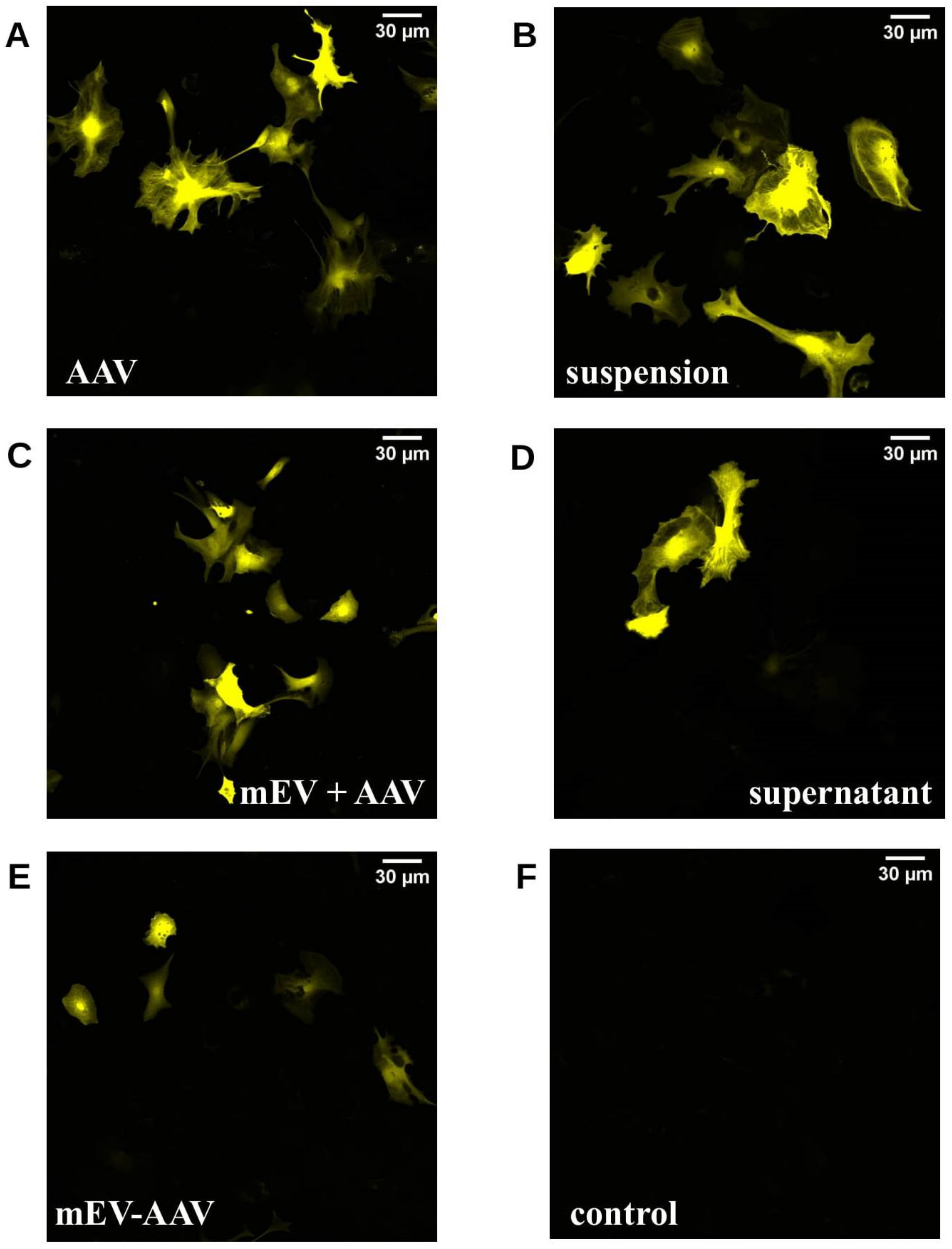 Ijms 22 04221 g002 Ijms 22 04221 g002