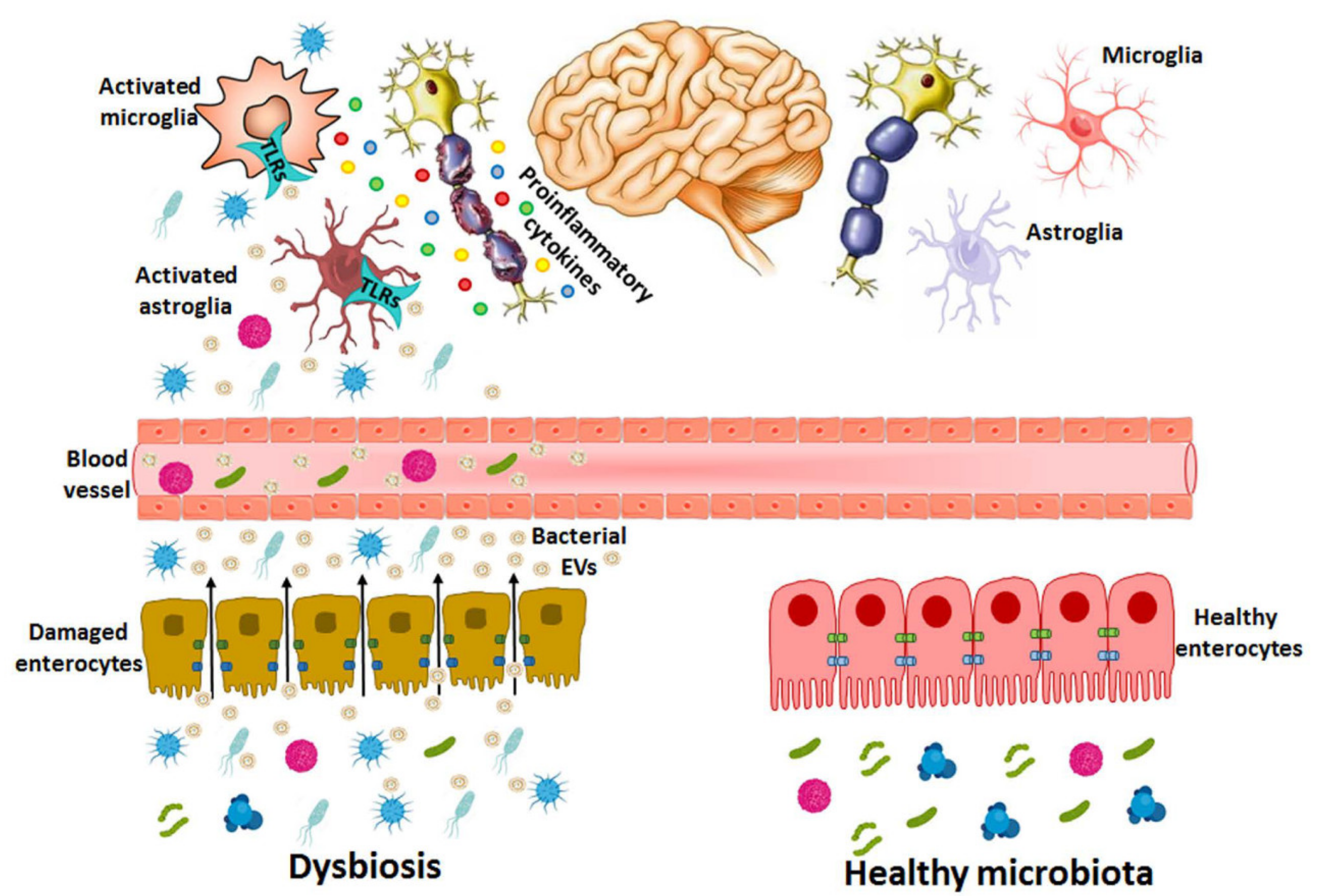 Ijms 22 04235 g003 Ijms 22 04235 g003