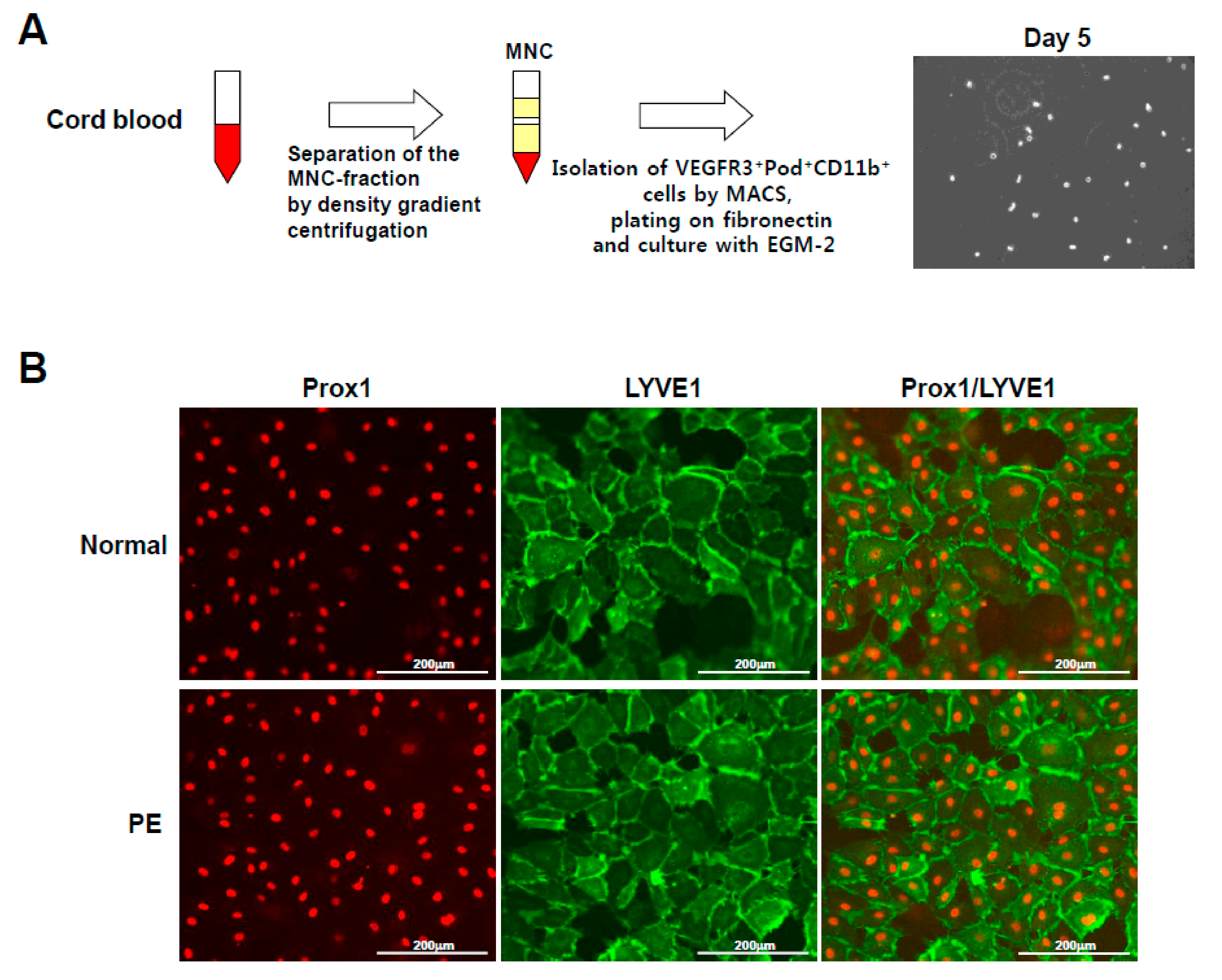 Ijms 22 04237 g001 Ijms 22 04237 g001