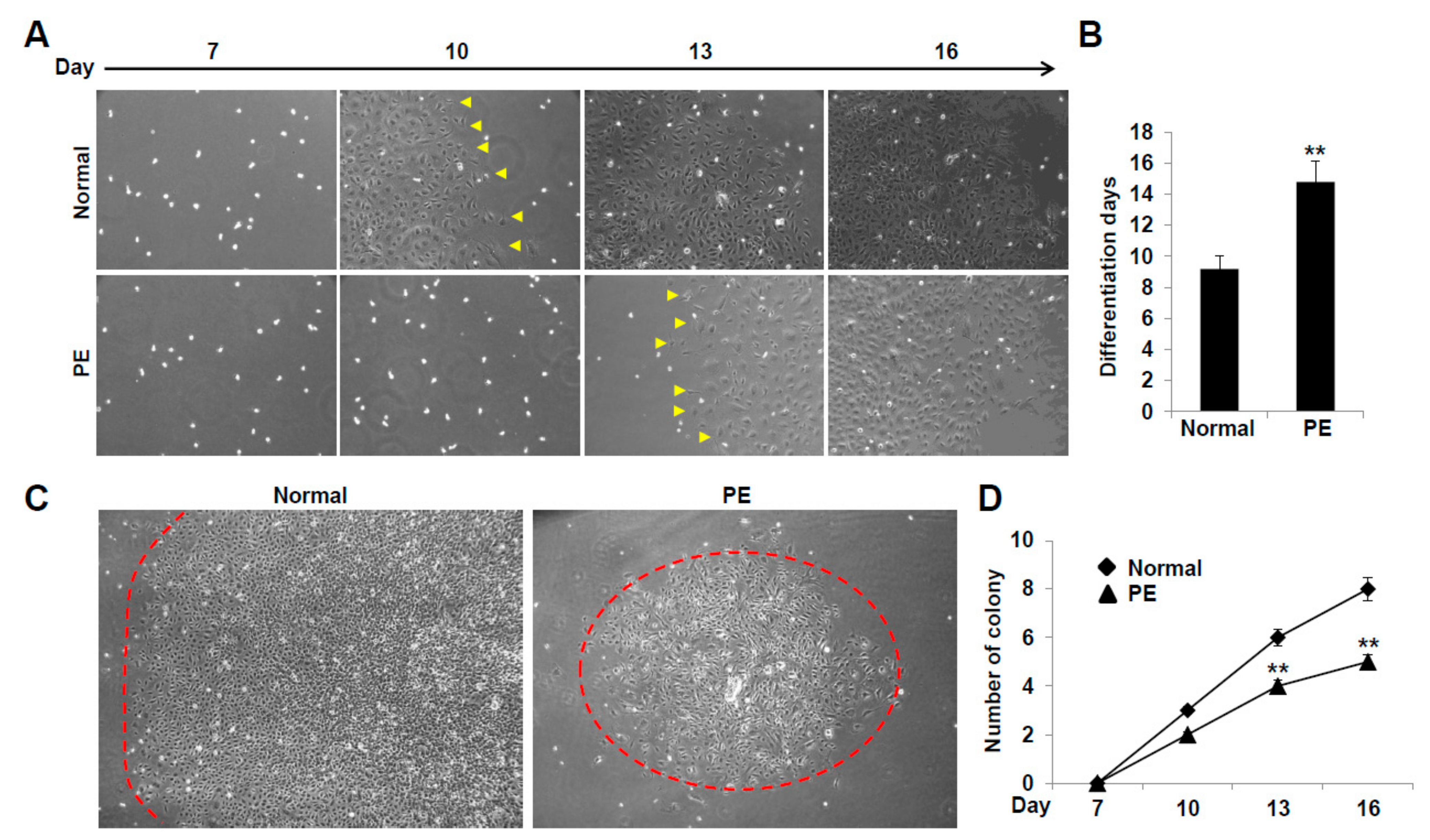 Ijms 22 04237 g002 Ijms 22 04237 g002