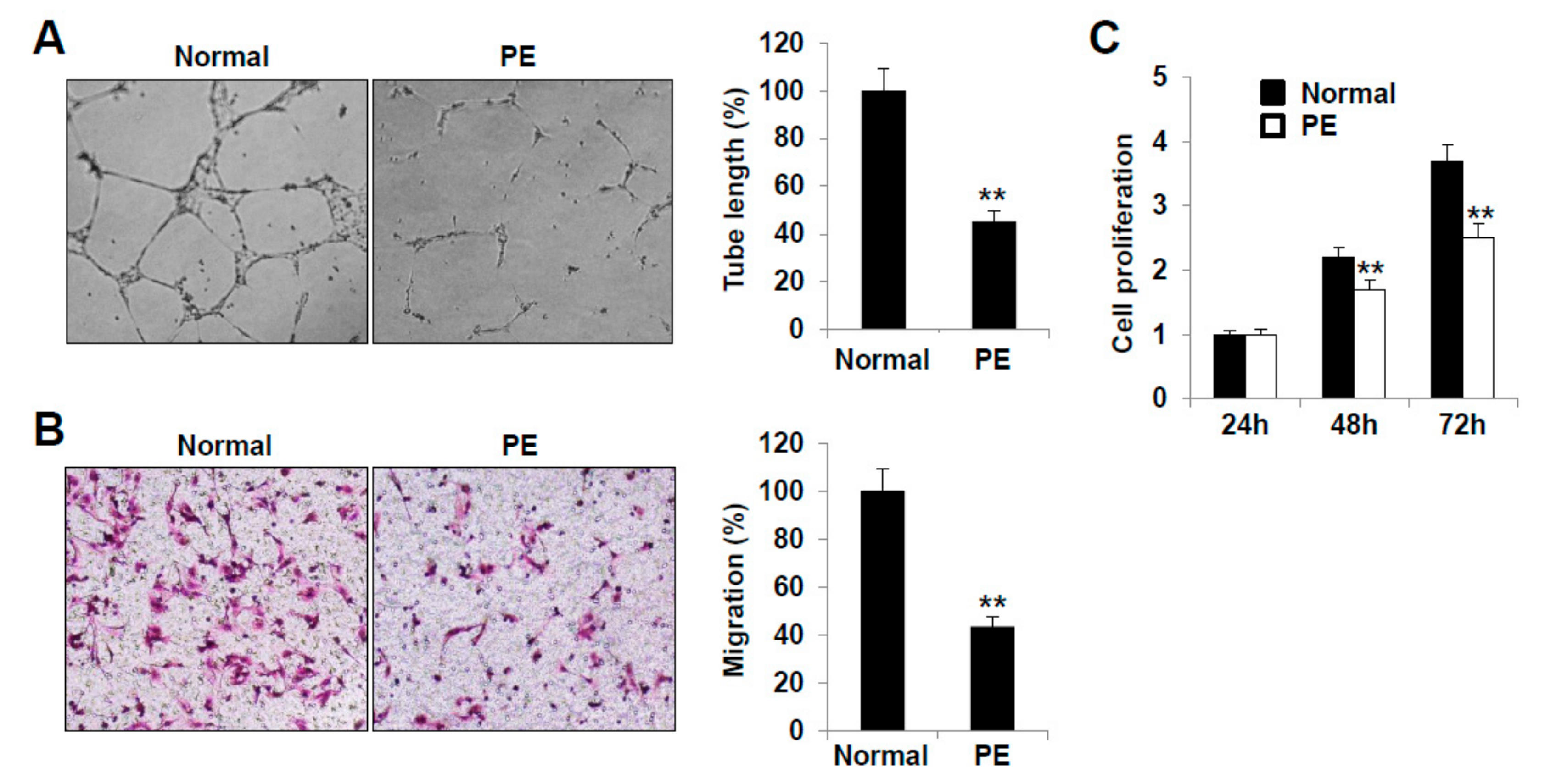 Ijms 22 04237 g003 Ijms 22 04237 g003