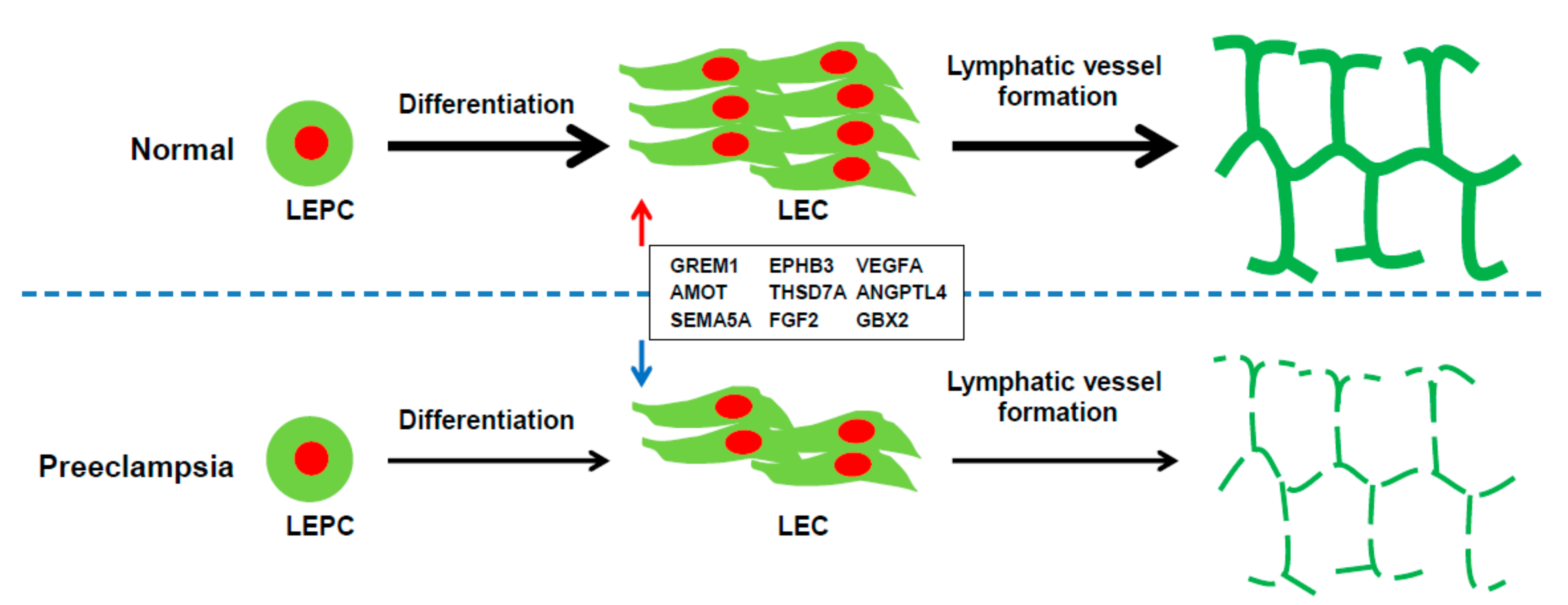 Ijms 22 04237 g009 Ijms 22 04237 g009