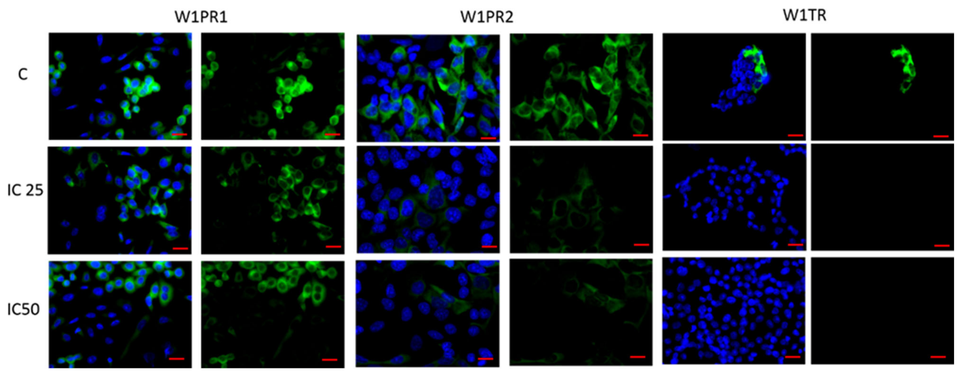 Ijms 22 04243 g004 Ijms 22 04243 g004