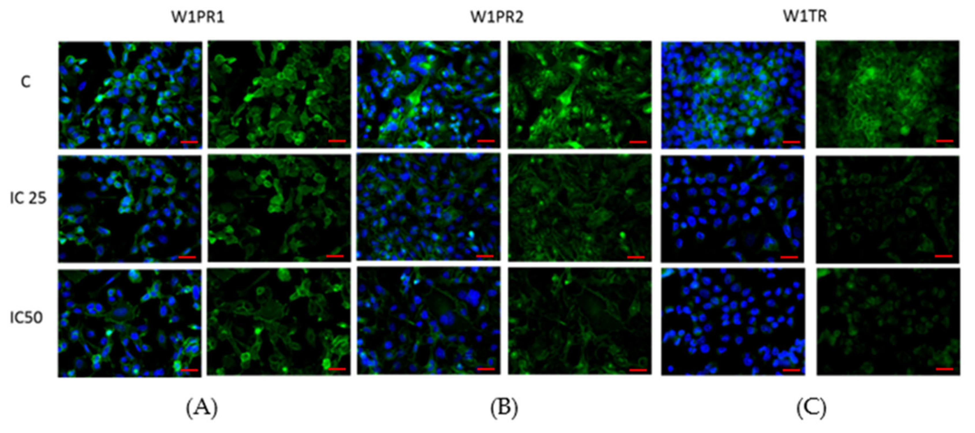 Ijms 22 04243 g006 Ijms 22 04243 g006