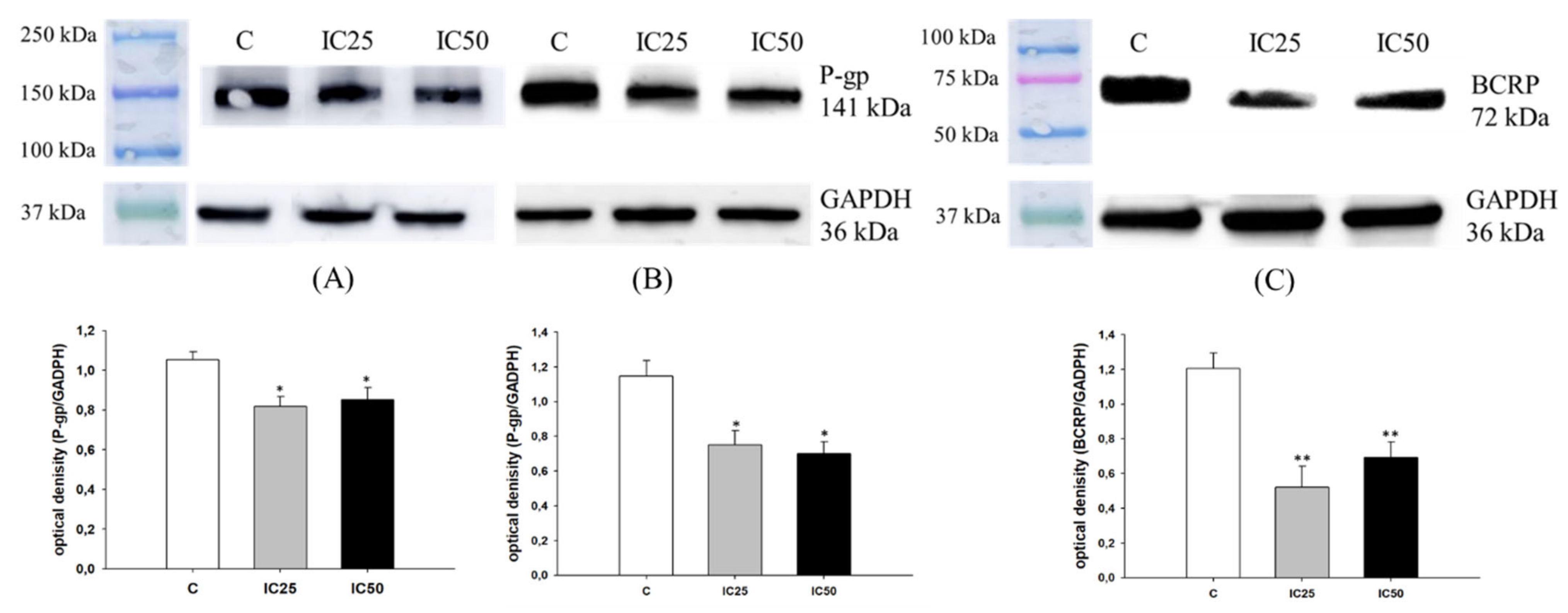 Ijms 22 04243 g007 Ijms 22 04243 g007