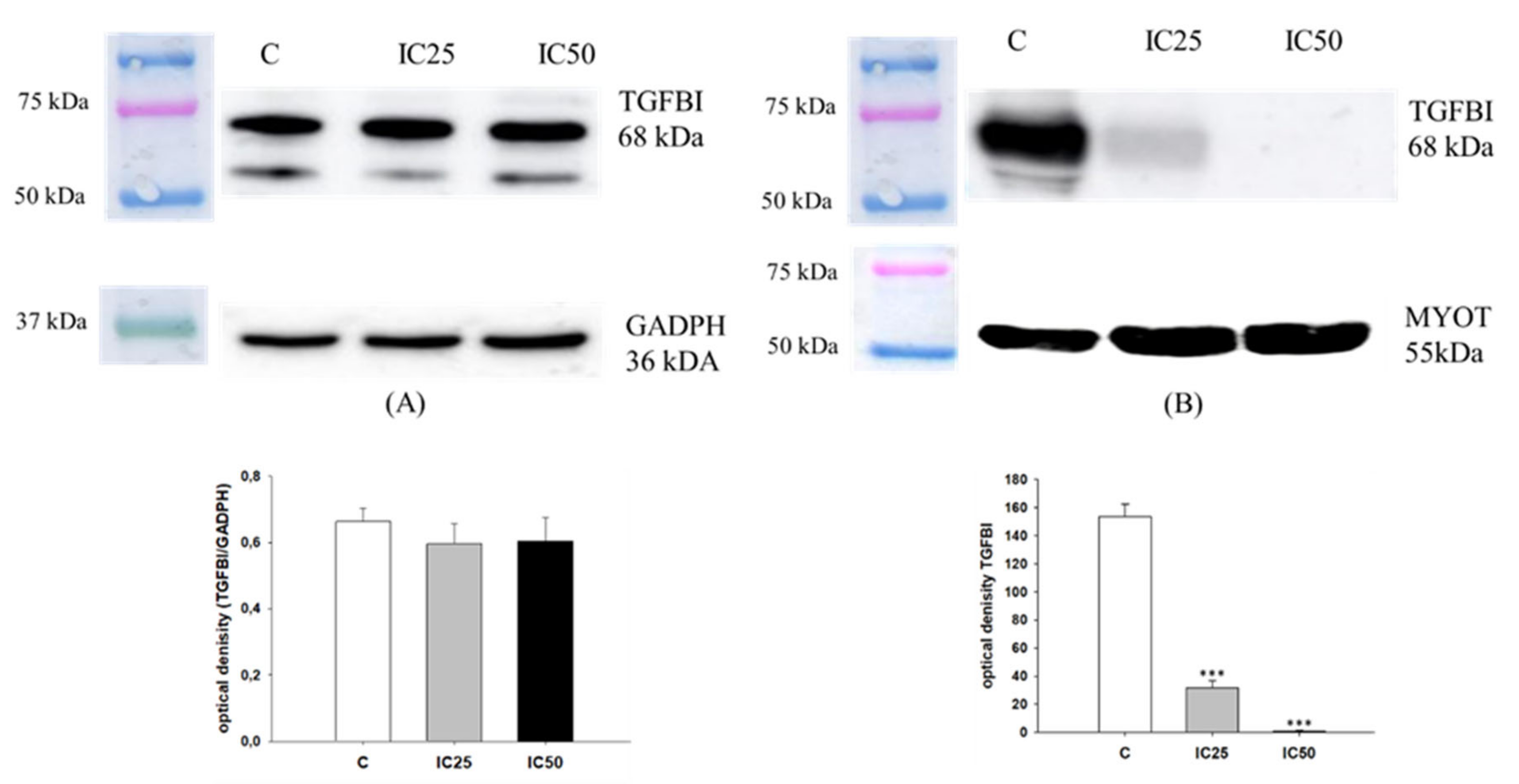 Ijms 22 04243 g011 Ijms 22 04243 g011