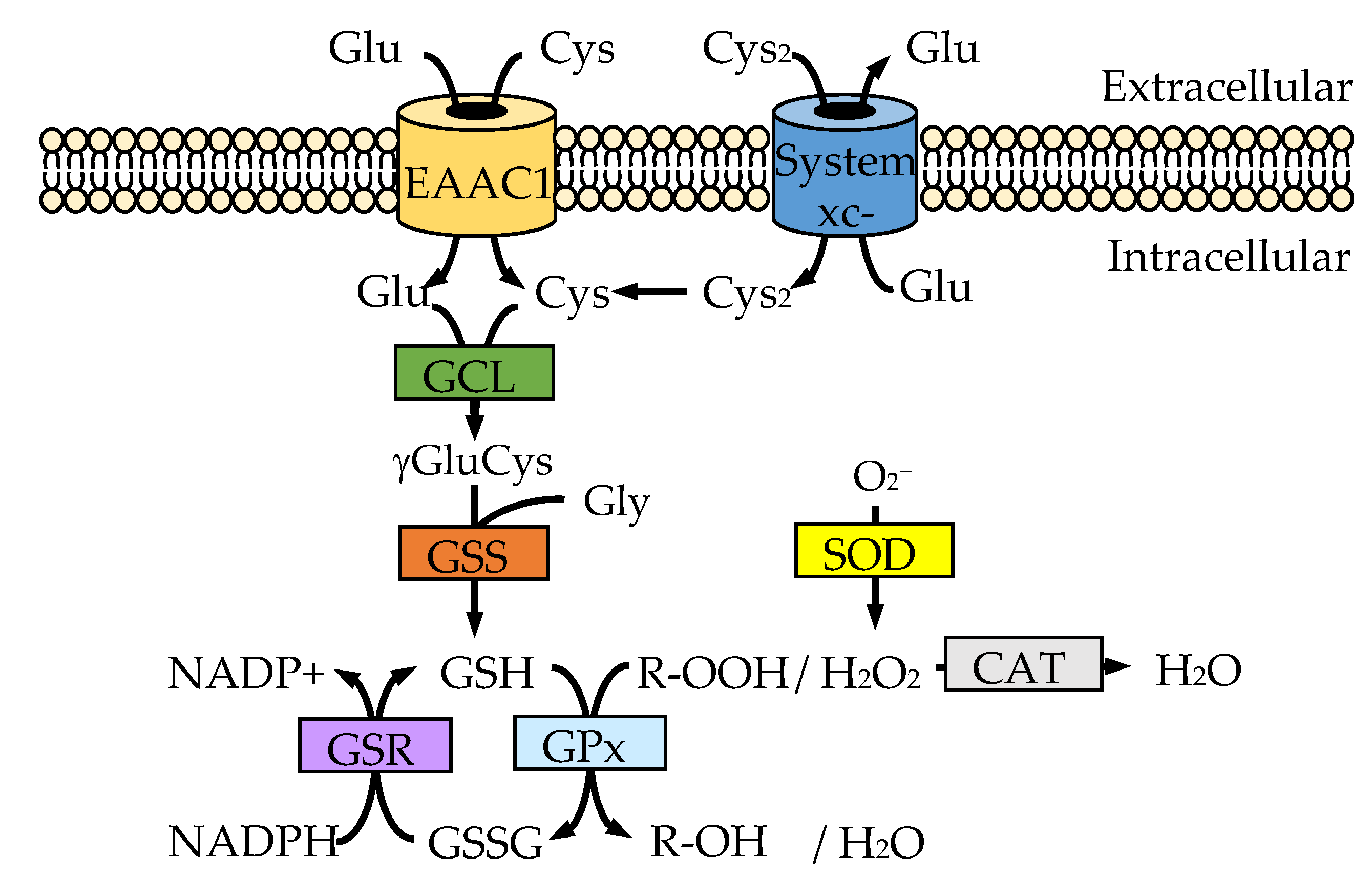 Ijms 22 04245 g001 Ijms 22 04245 g001