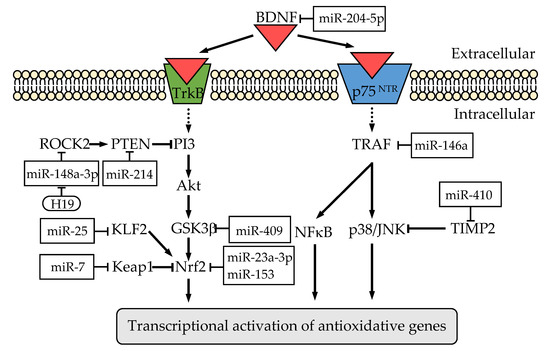 The Role of Non-Coding RNAs in the Neuroprotective Effects of Glutathione