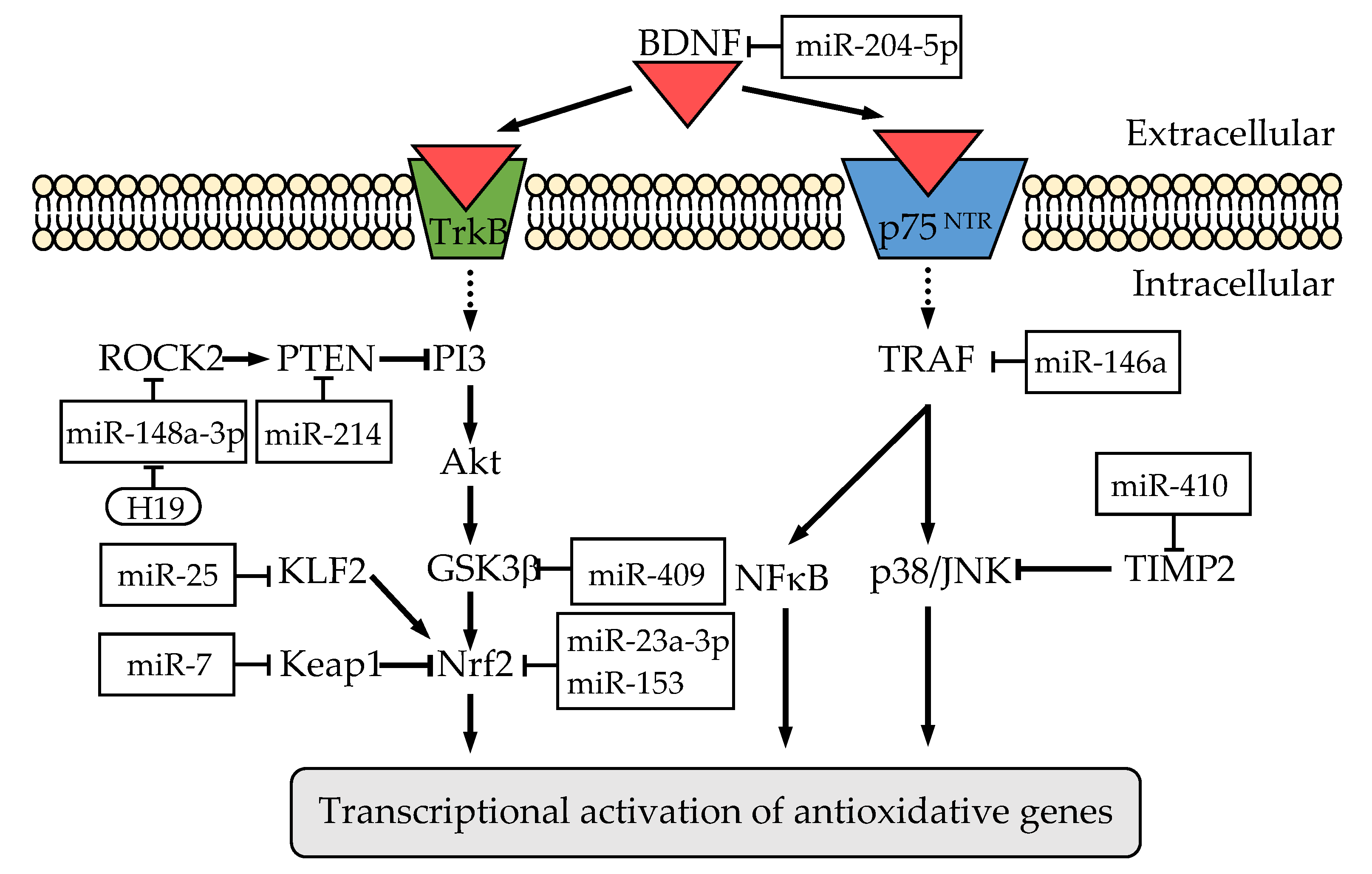 Ijms 22 04245 g002 Ijms 22 04245 g002