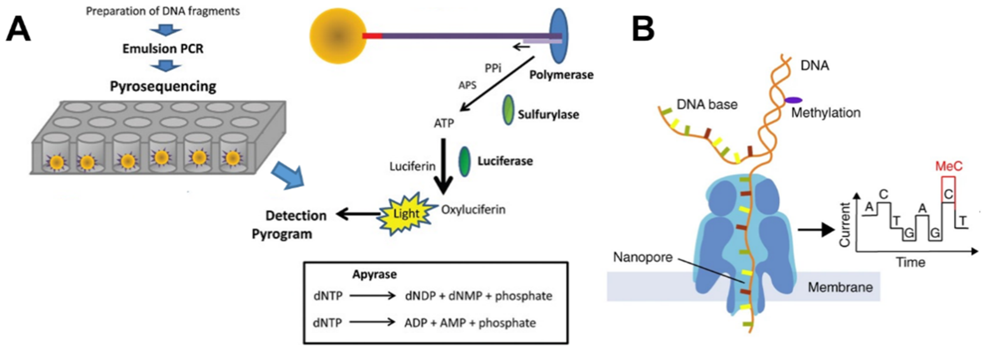 MSP for p15 methylation. Primers were for M sequence respectively