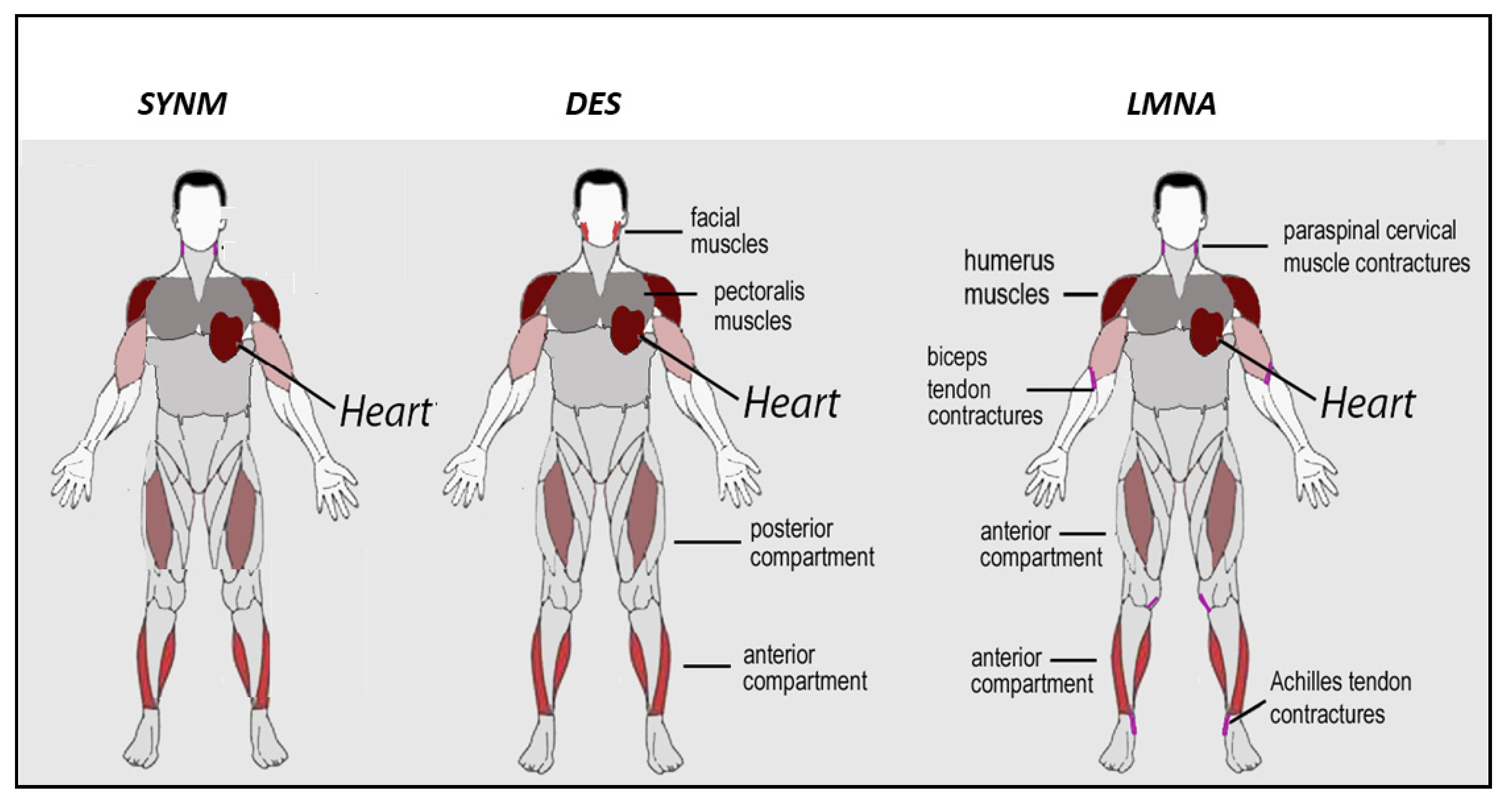 Ijms 22 04256 g003 Ijms 22 04256 g003