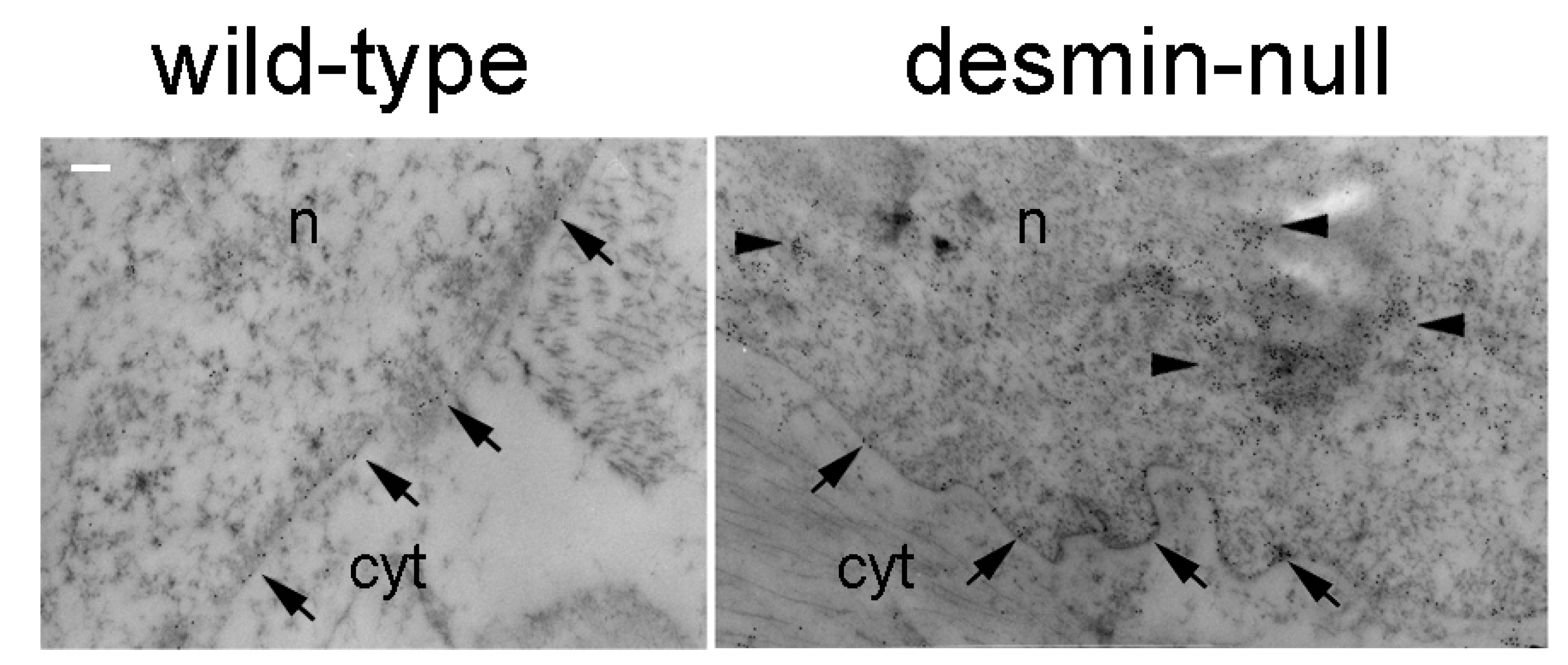 Ijms 22 04256 g005 Ijms 22 04256 g005