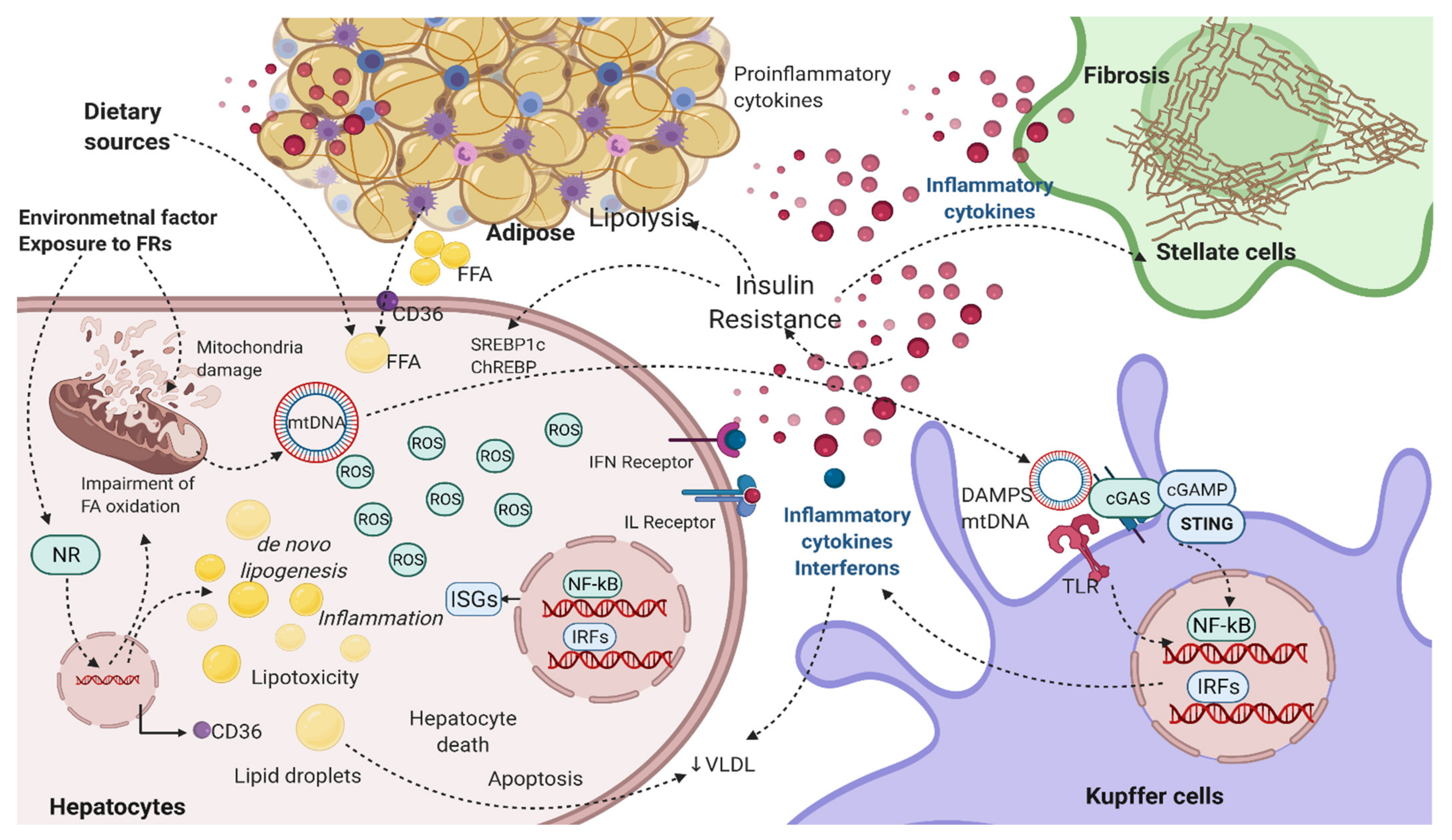 Ijms 22 04282 g004 Ijms 22 04282 g004