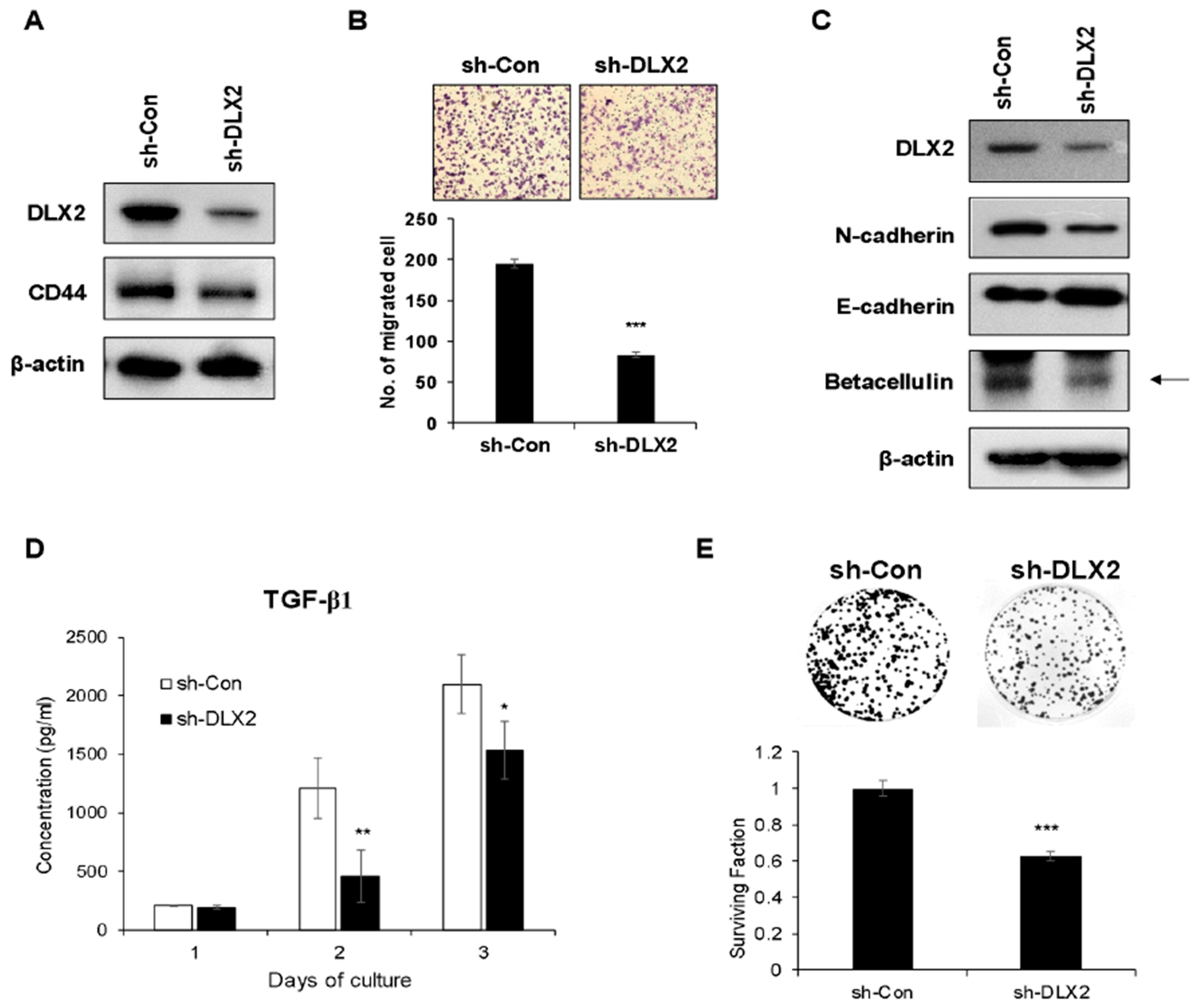 Ijms 22 04284 g004 Ijms 22 04284 g004