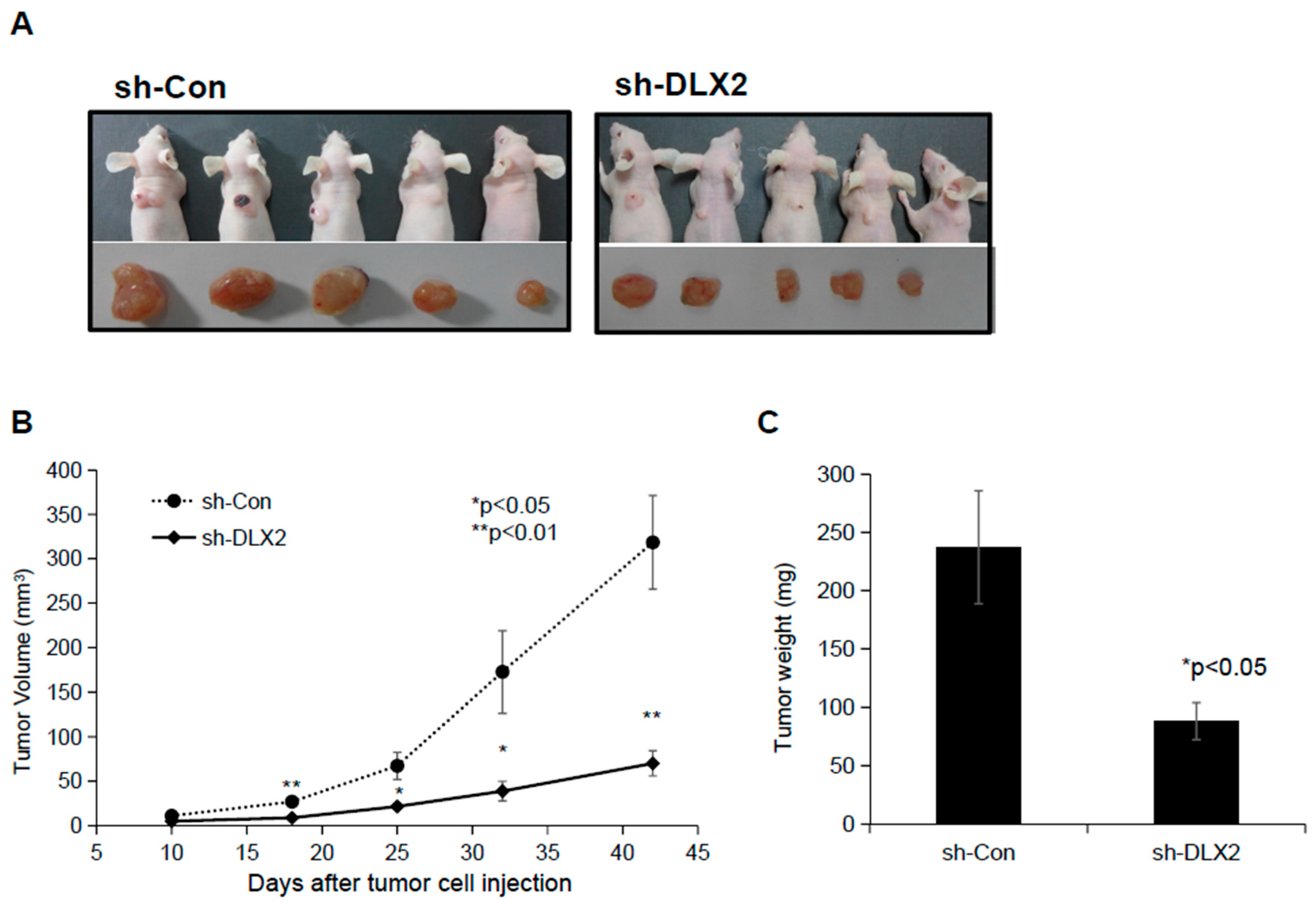 Ijms 22 04284 g005 Ijms 22 04284 g005