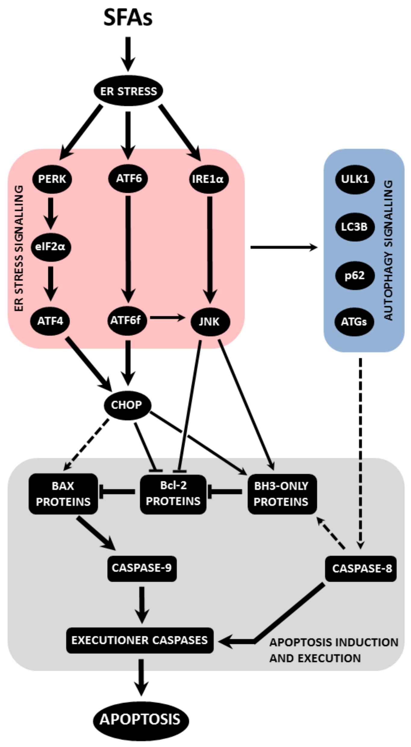Molecular Mechanisms of Apoptosis Induction and Its