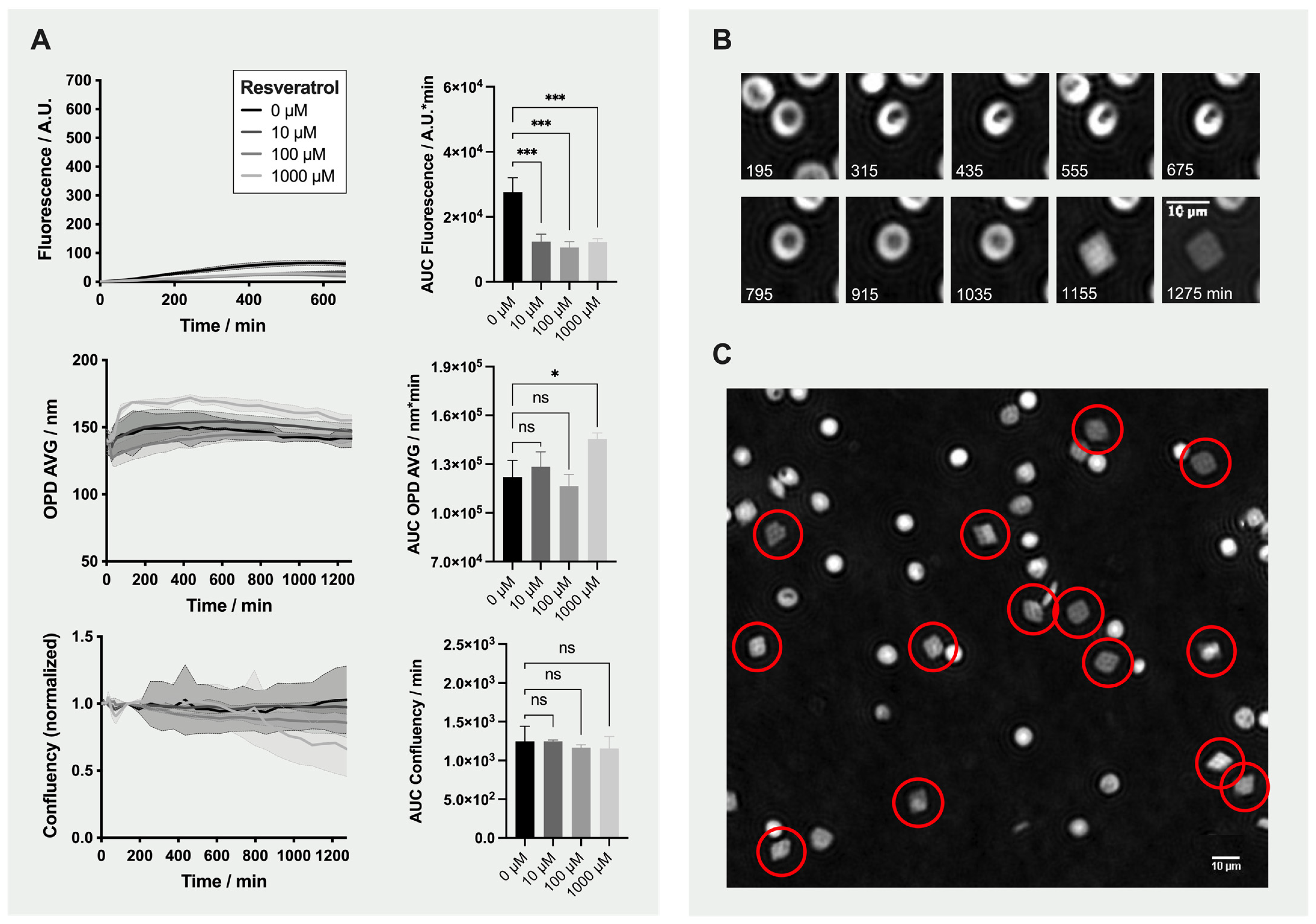 Ijms 22 04293 g005 Ijms 22 04293 g005