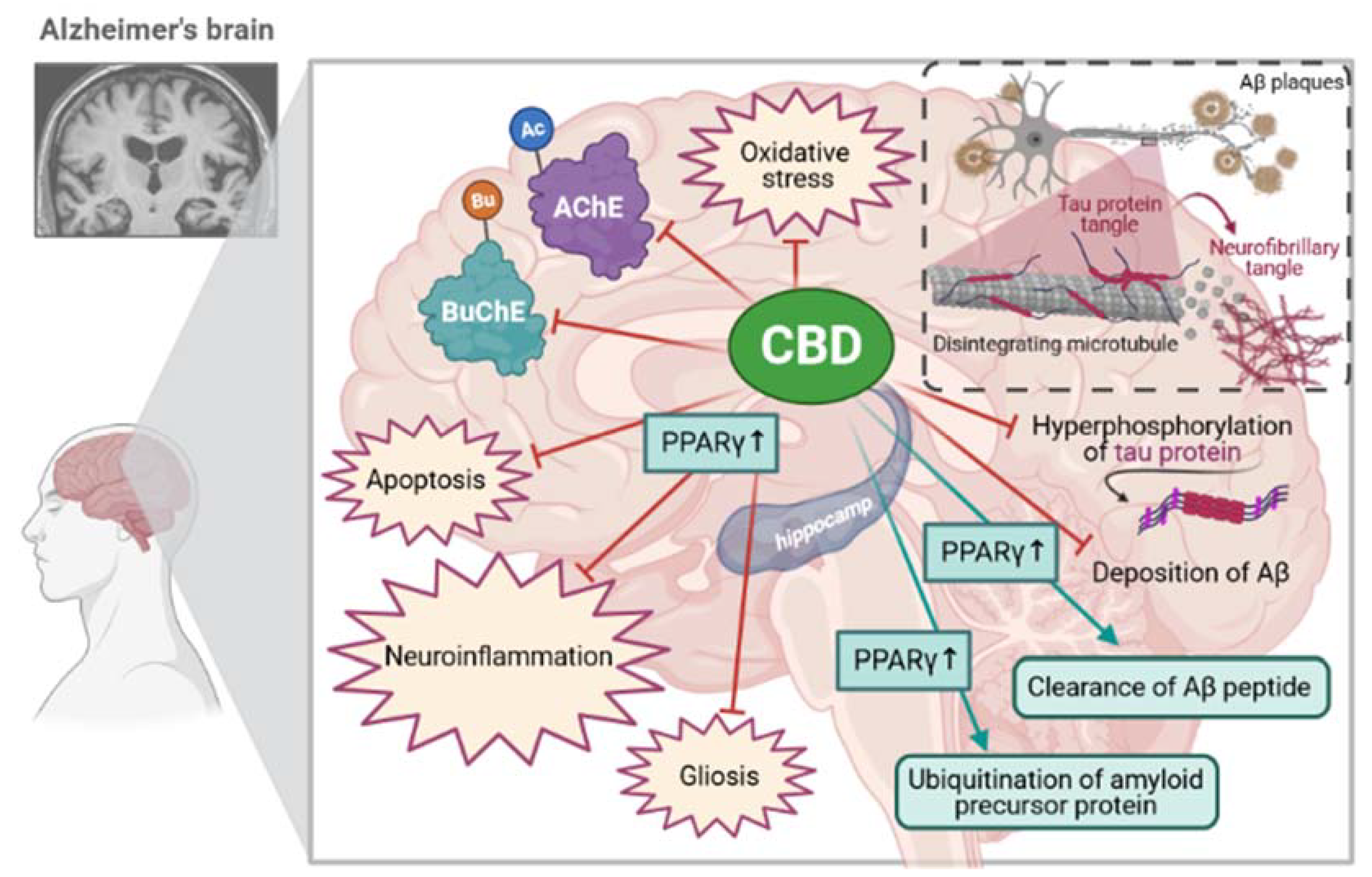 IV. The Mechanism of Action of Cannabidiol in Treating Neurodegenerative Diseases