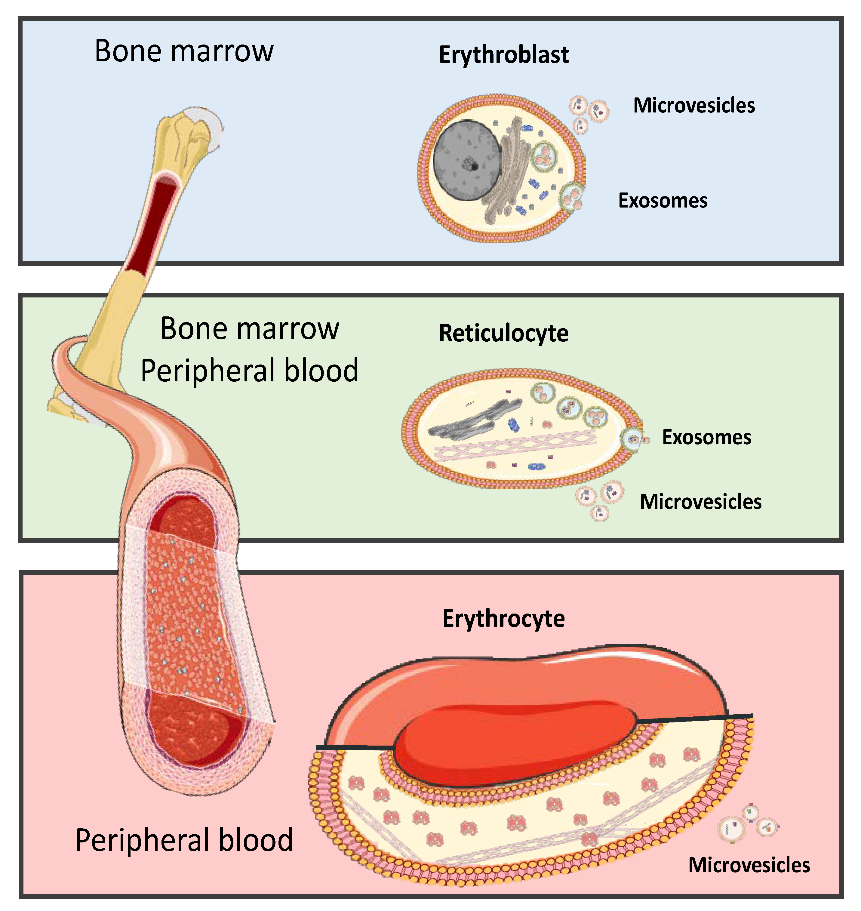 Ijms 22 04301 g002 Ijms 22 04301 g002