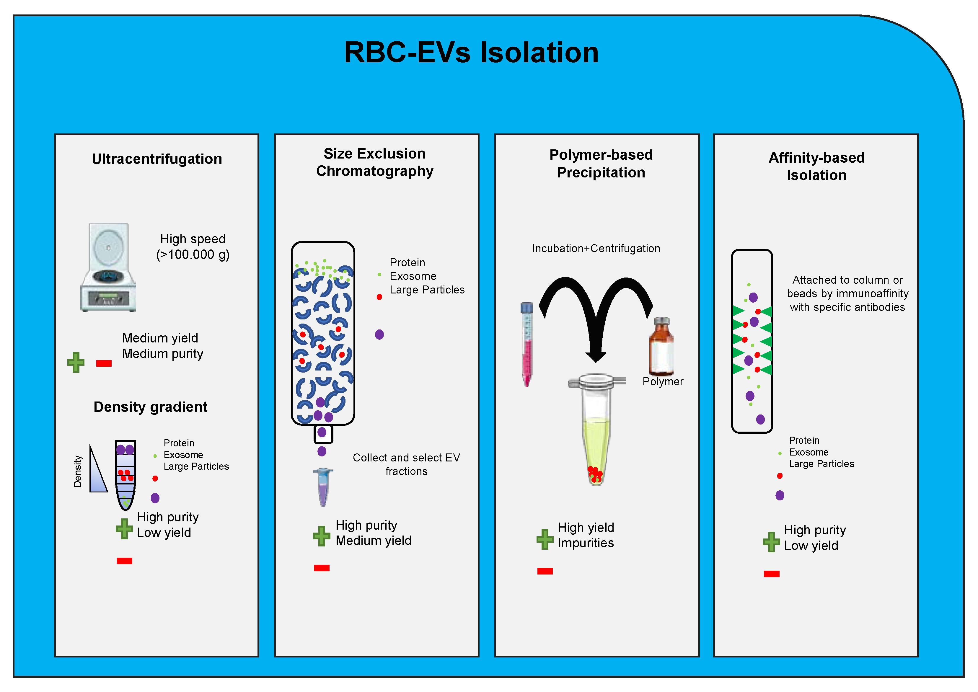 Ijms 22 04301 g003b Ijms 22 04301 g003b