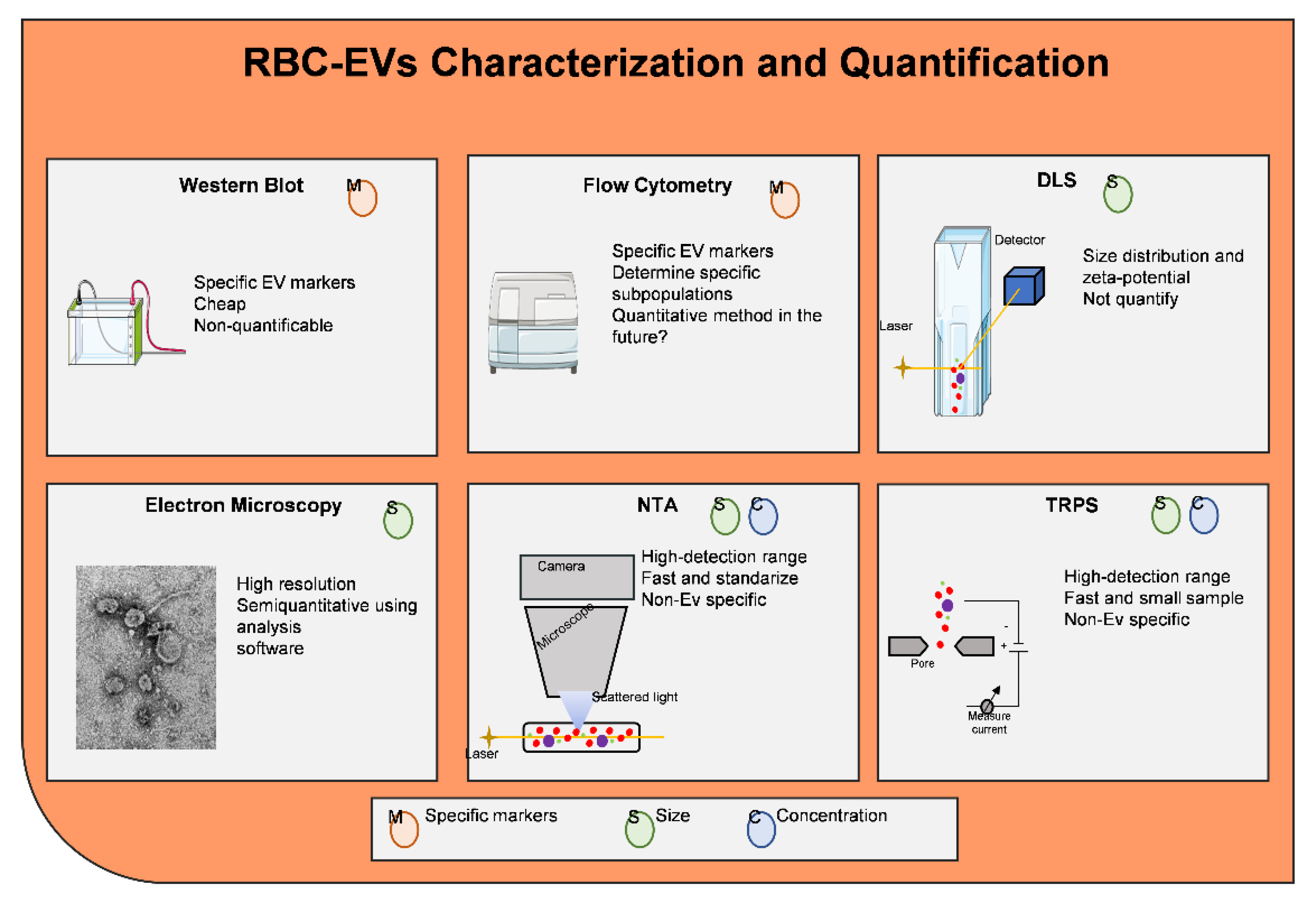 Ijms 22 04301 g004 Ijms 22 04301 g004