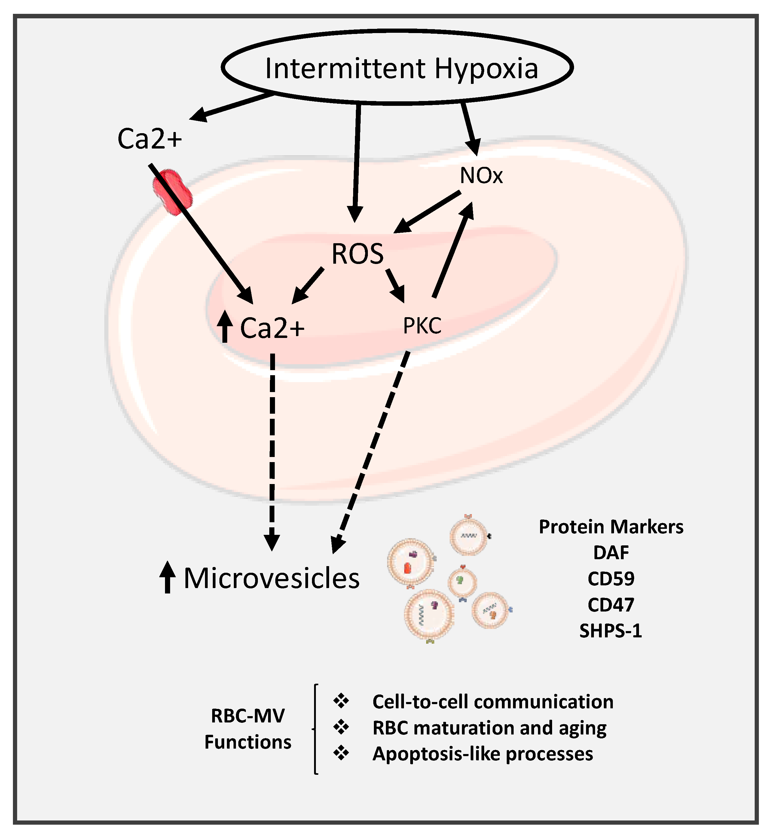 Ijms 22 04301 g005 Ijms 22 04301 g005