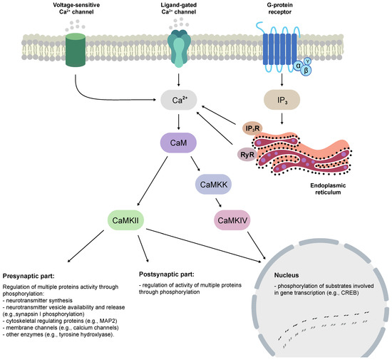 The Calcium/Calmodulin-Dependent Kinases II and IV as