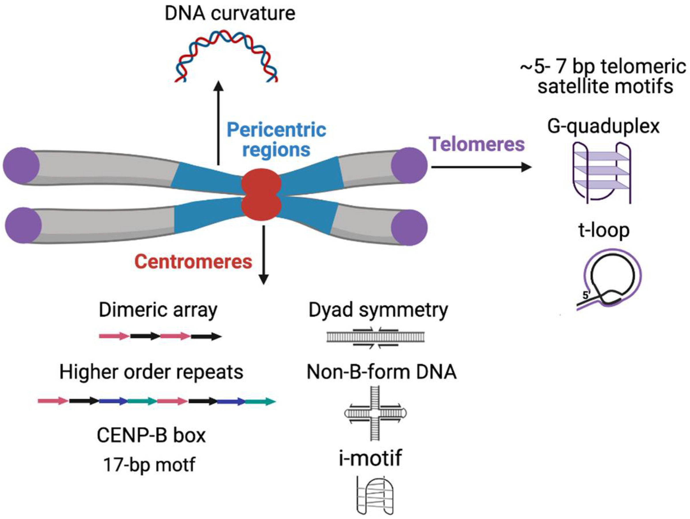 Ijms Free Full Text Sequence Chromatin And Evolution Of Satellite Dna Html