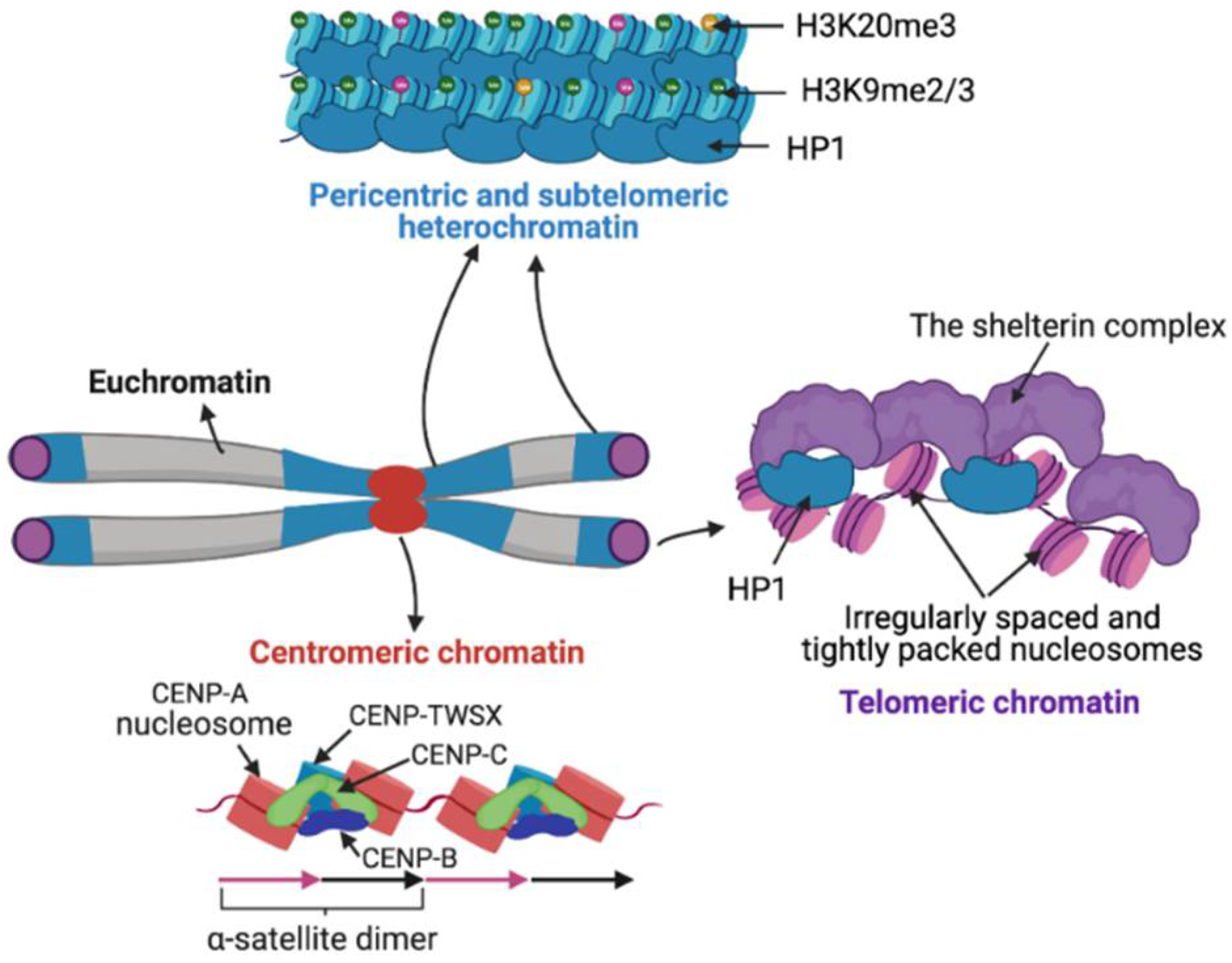 Ijms Free Full Text Sequence Chromatin And Evolution Of Satellite Dna Html